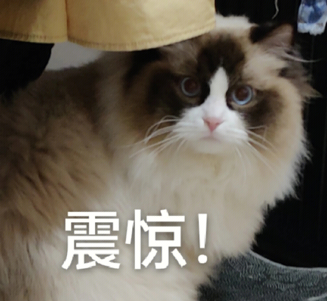 宇宙震惊猫猫图片图片