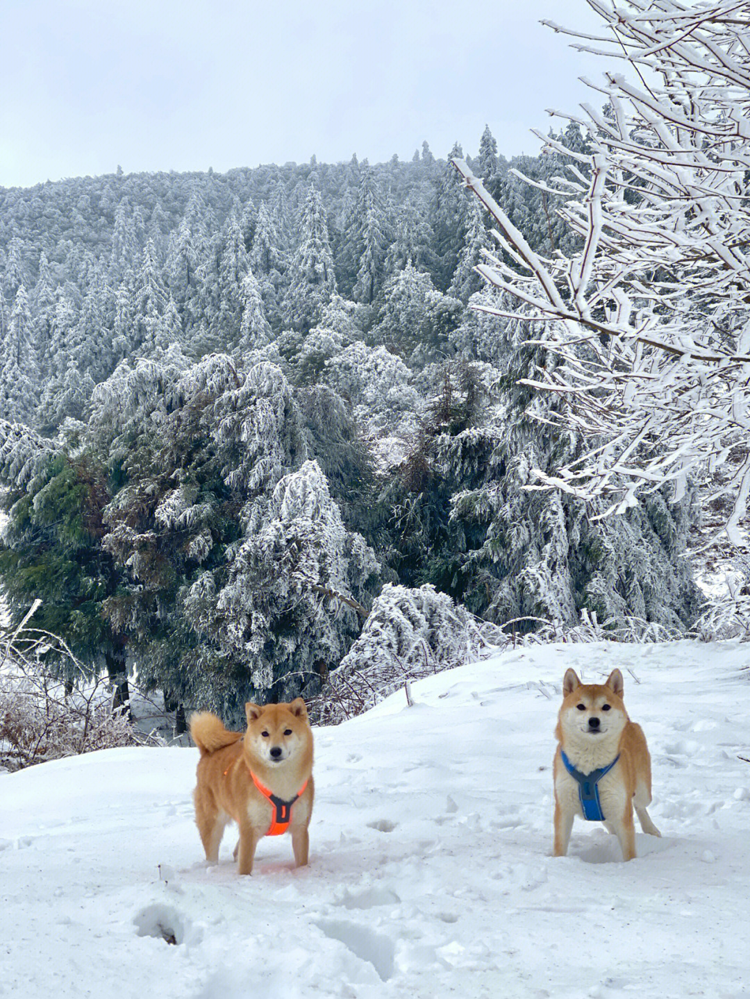 柴犬跟雪绝配