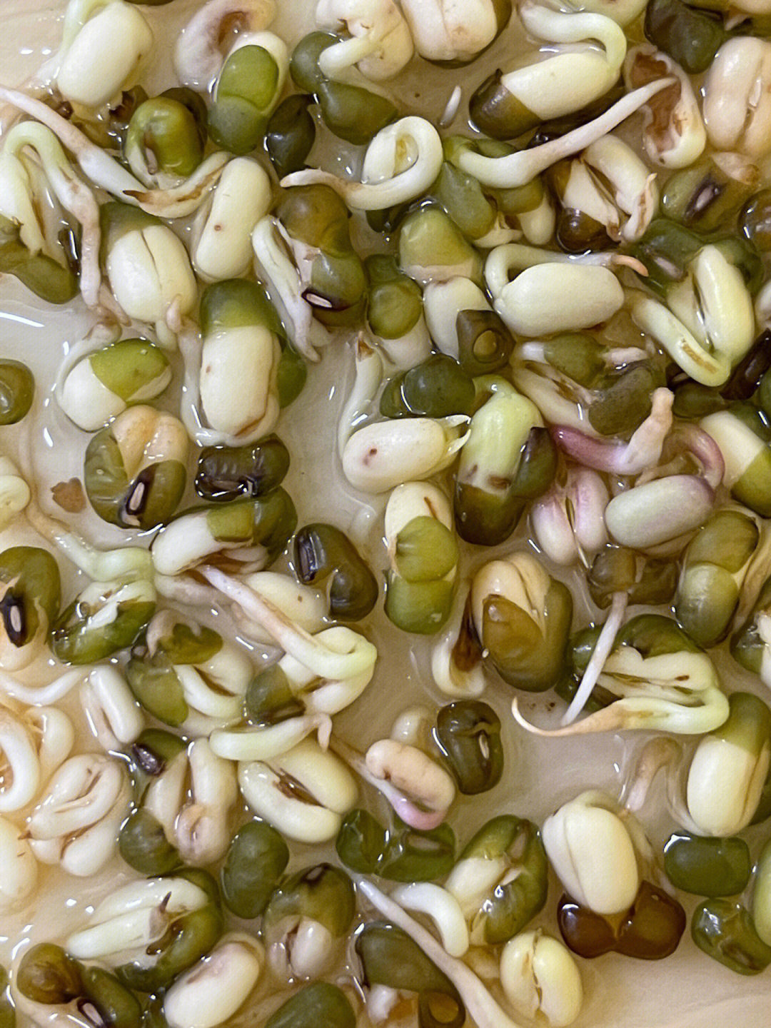 绿豆种子发芽过程图片