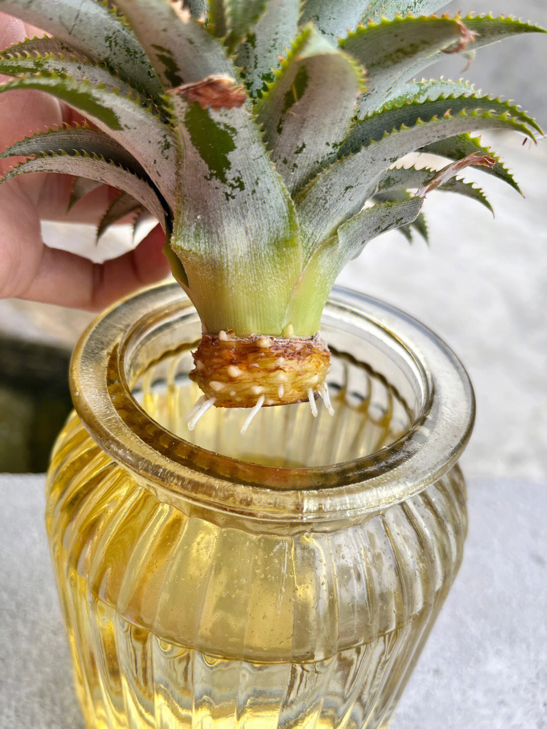菠萝生长的过程图片
