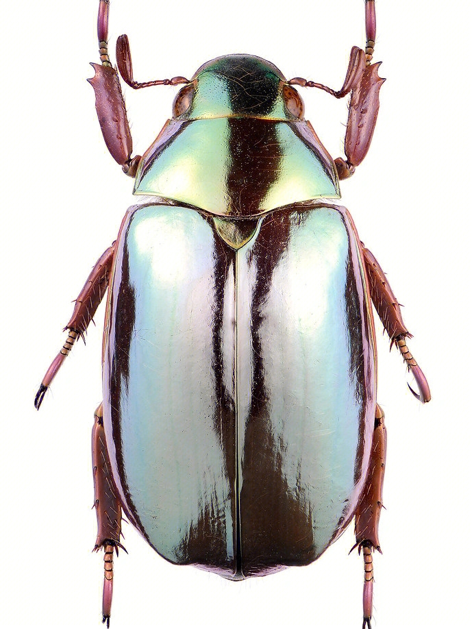 宝石金龟(亮银色)chrysina optima是真的不是人工涂色就长这样的哦没