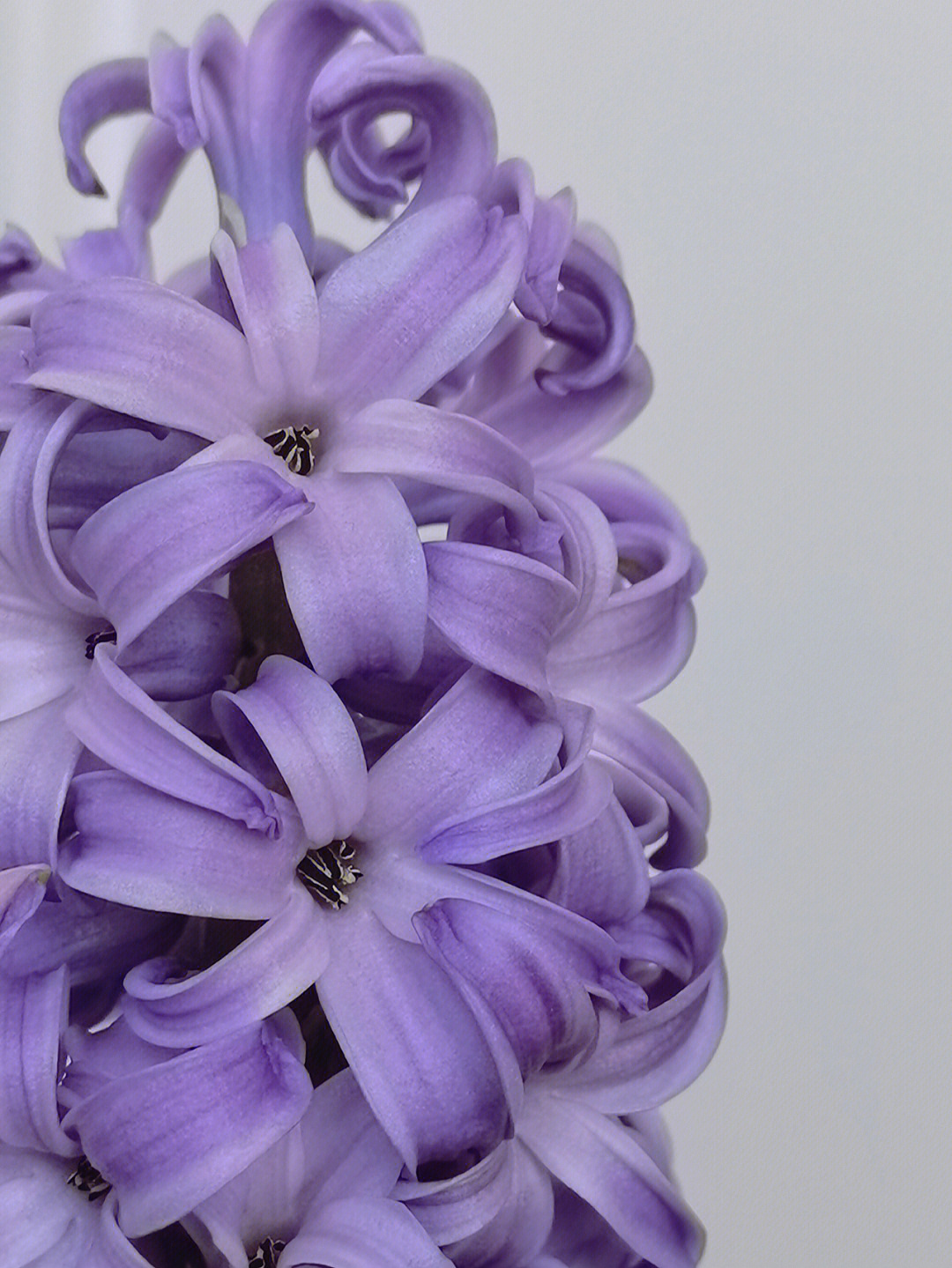 紫色的风信子花语图片