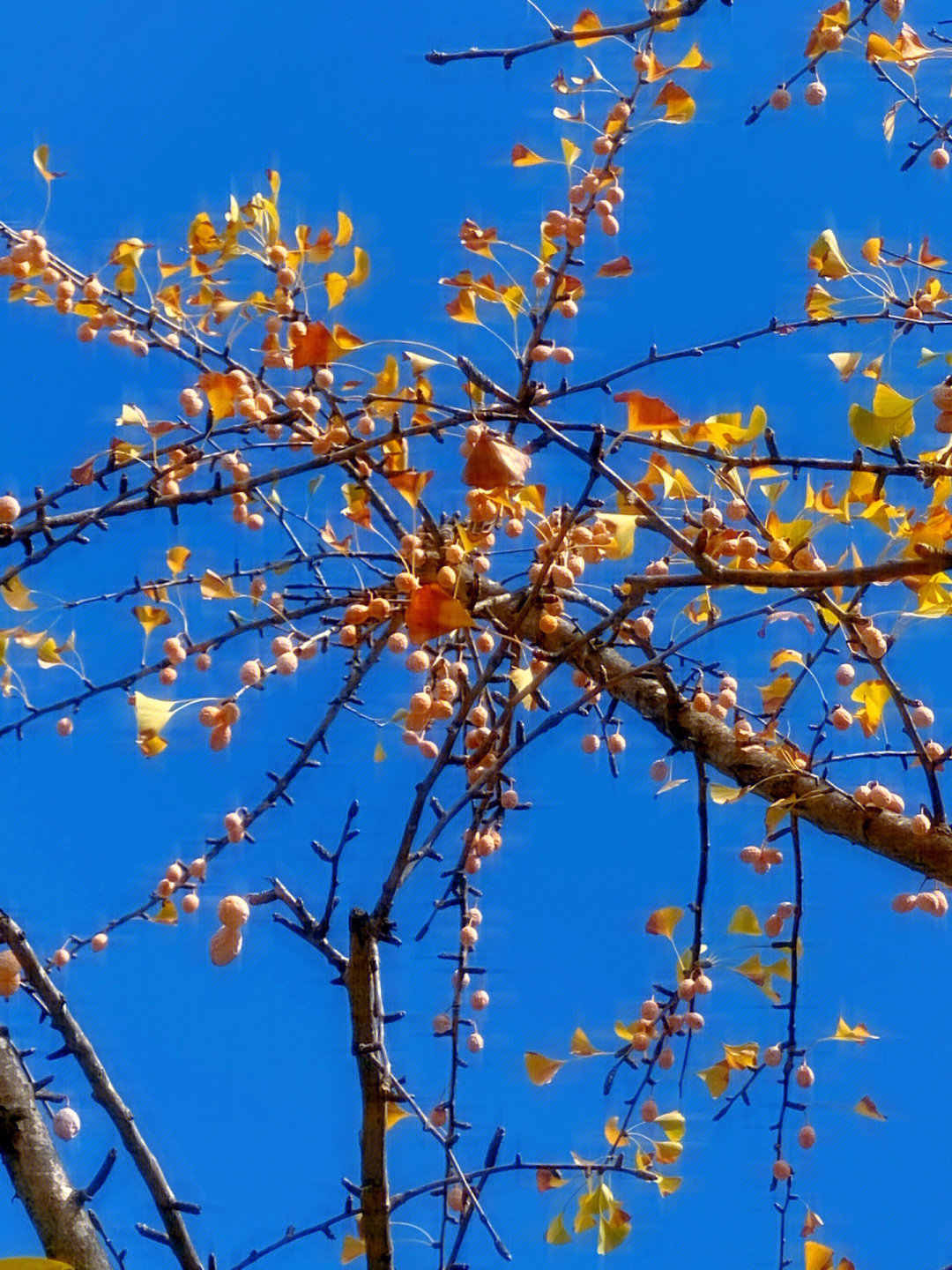 合欢树秋天的样子图片