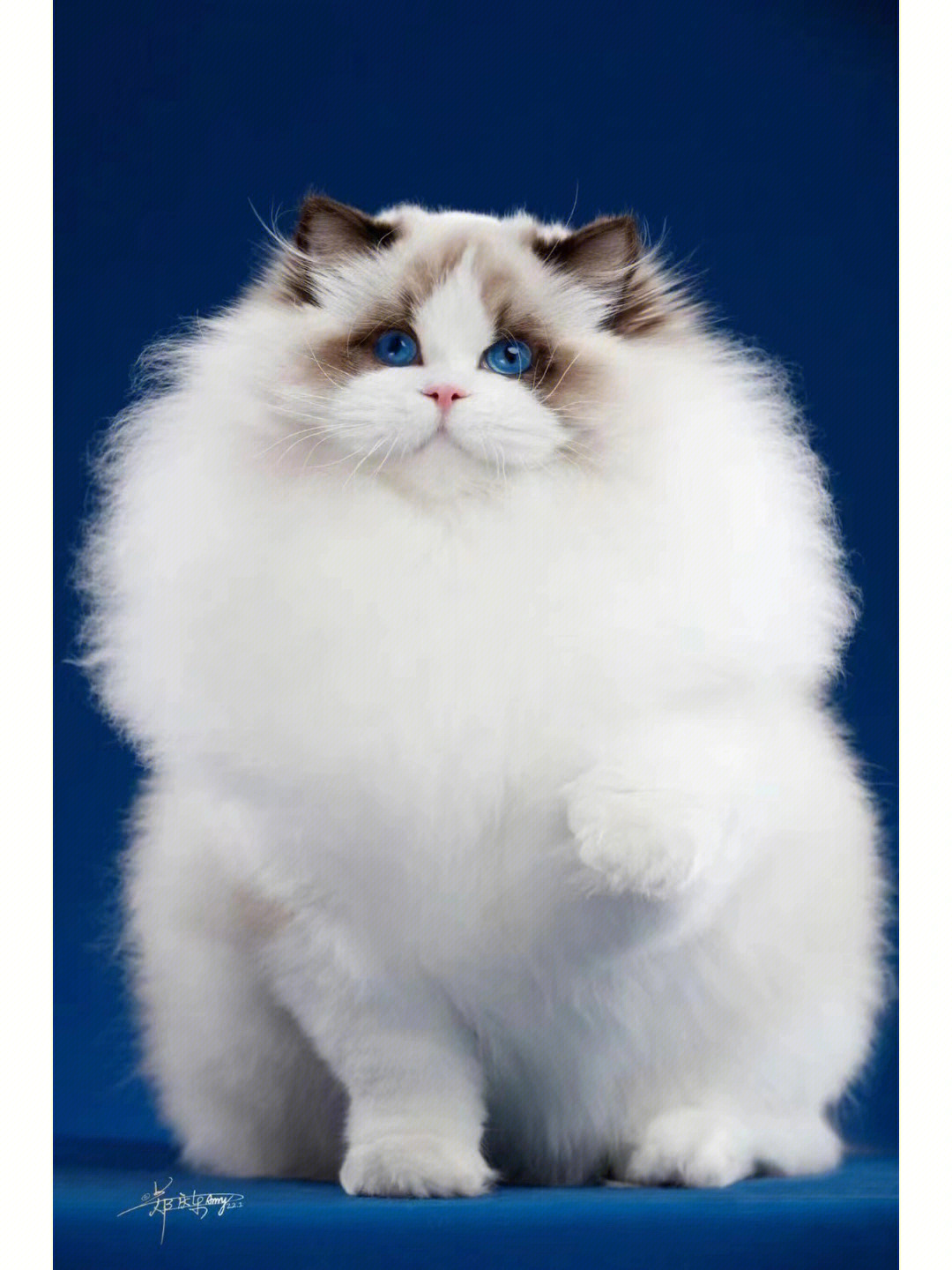 布偶猫照片手机桌面图片