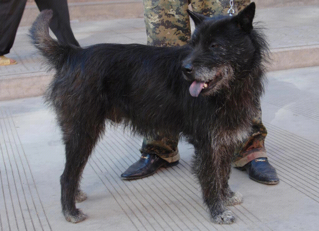 下司犬vs川东犬打架图片