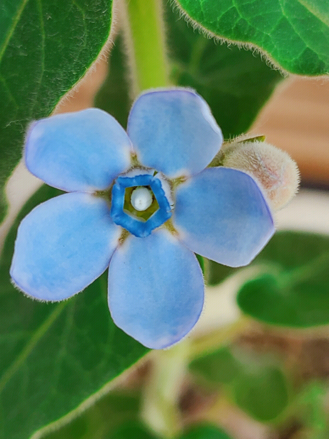 蓝星花唯美图片