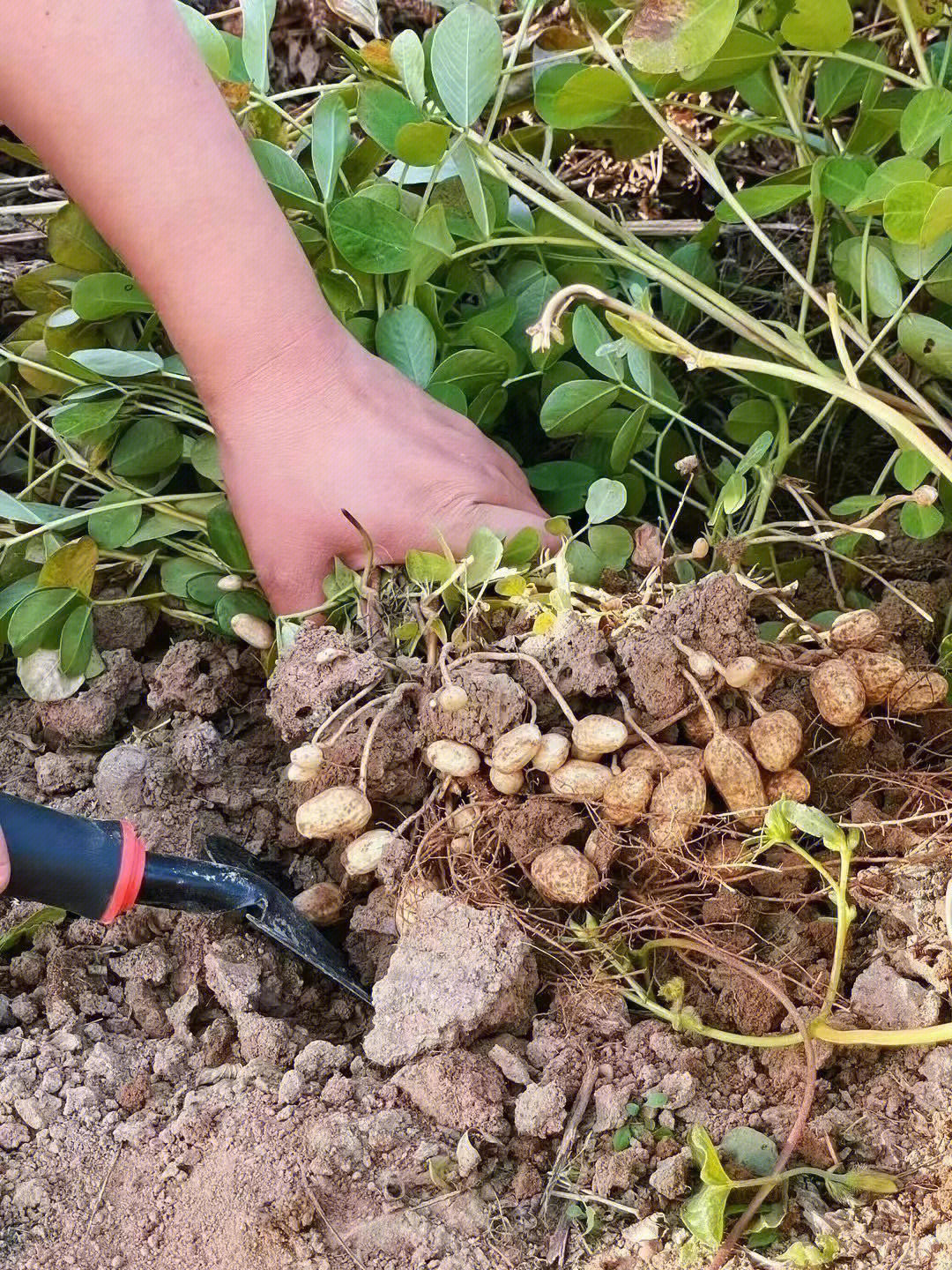 世界上最长的花生图片