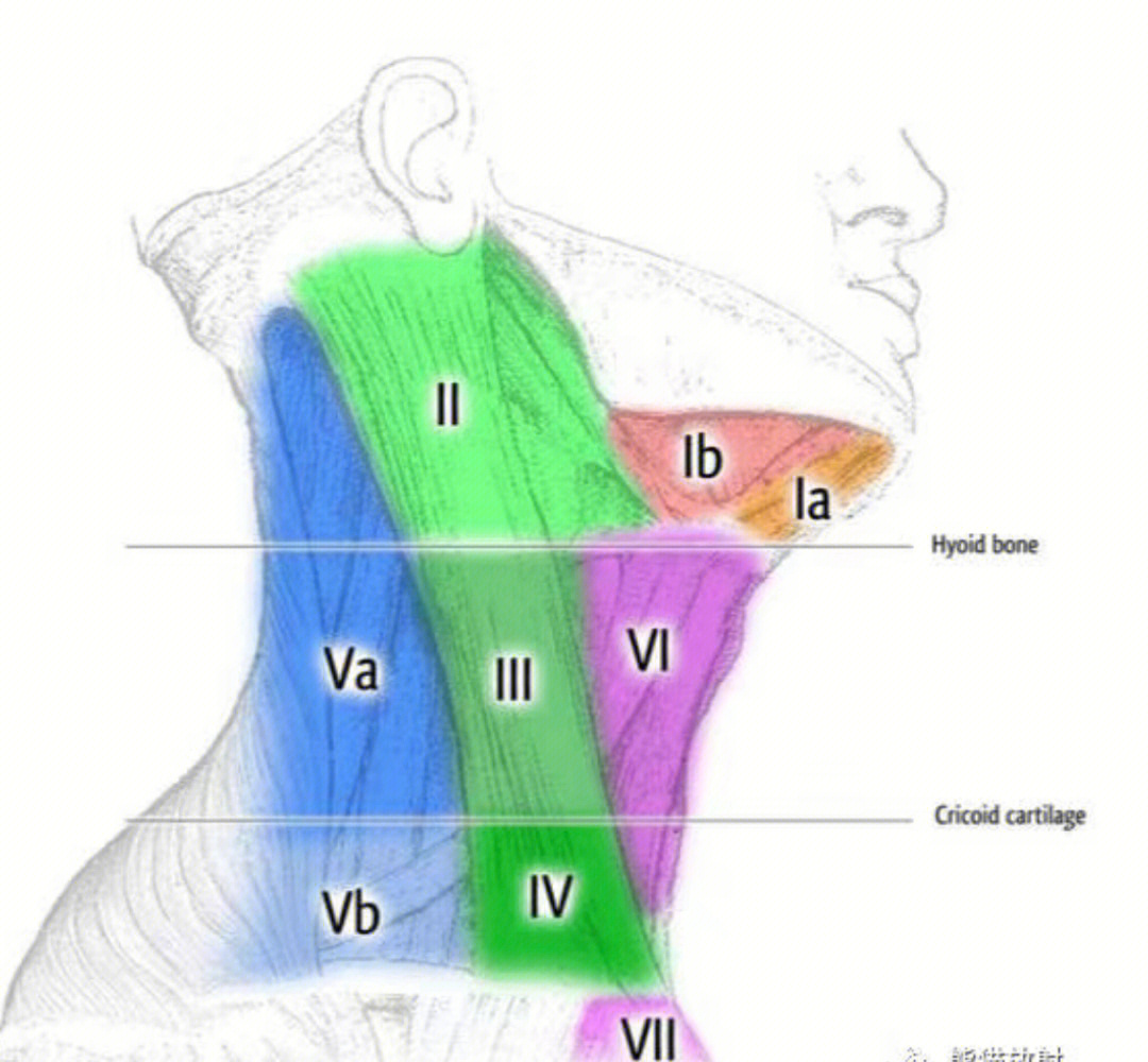 颈部淋巴结分区图解图片