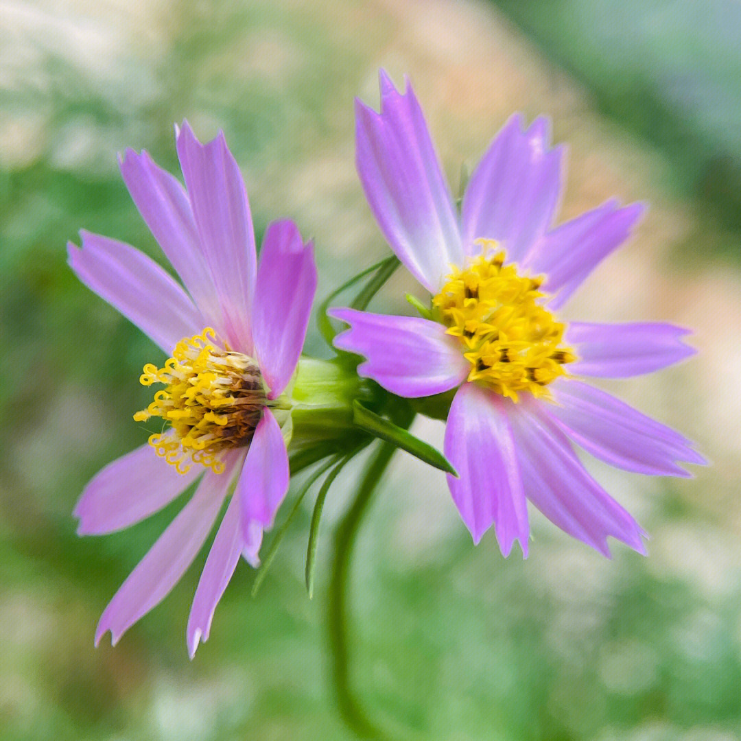 格桑并蒂花