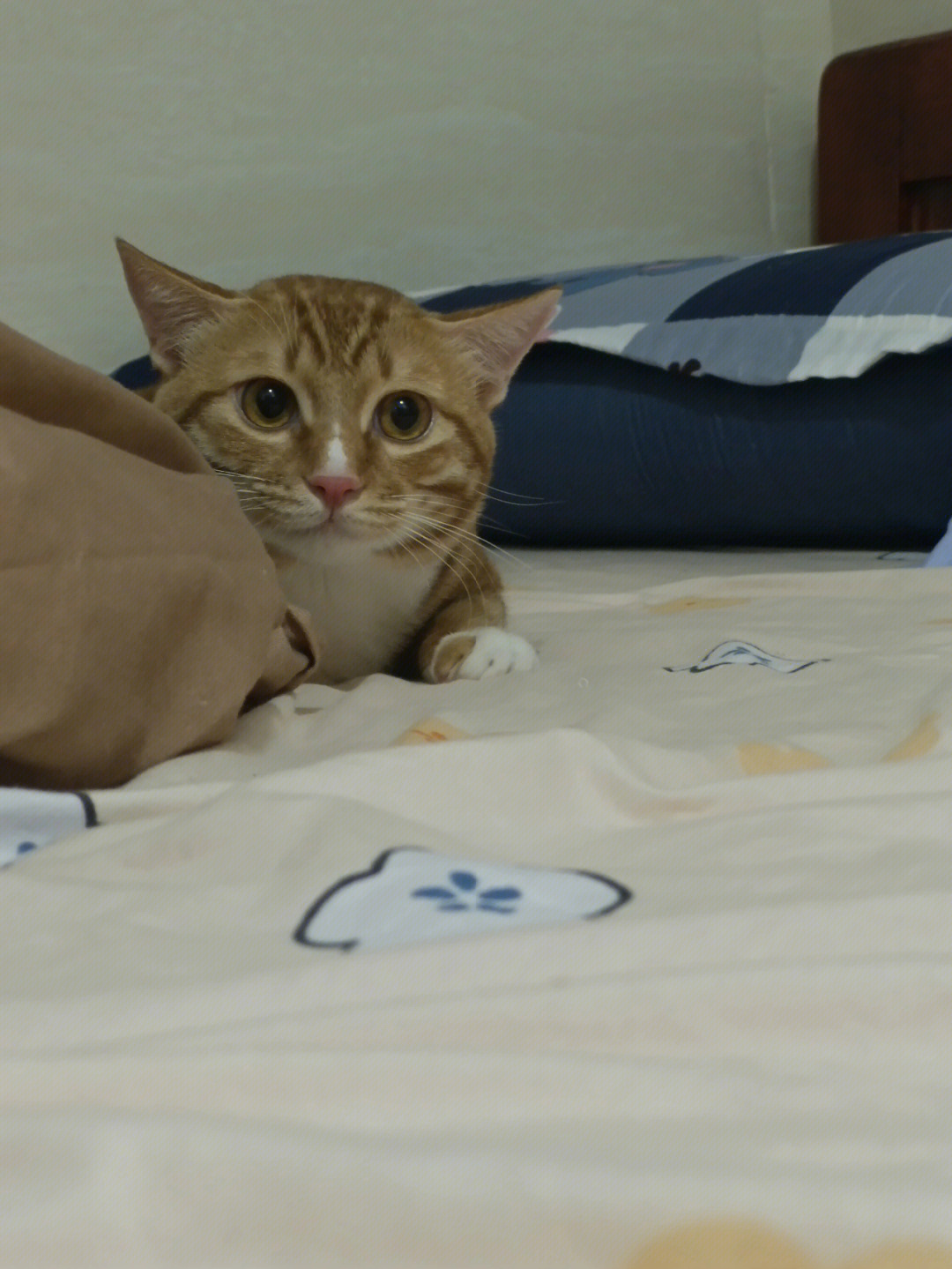 猫猫头喜欢在床上玩
