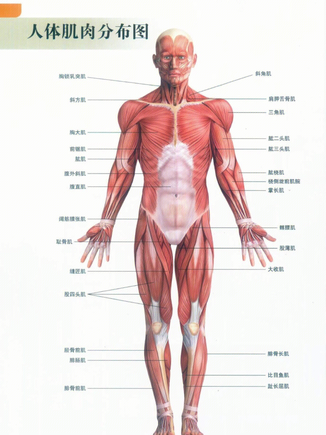 人体肌肉侧面图解图片