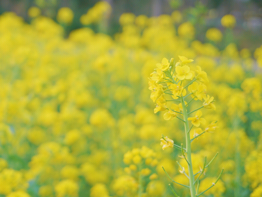 油菜花里的春天