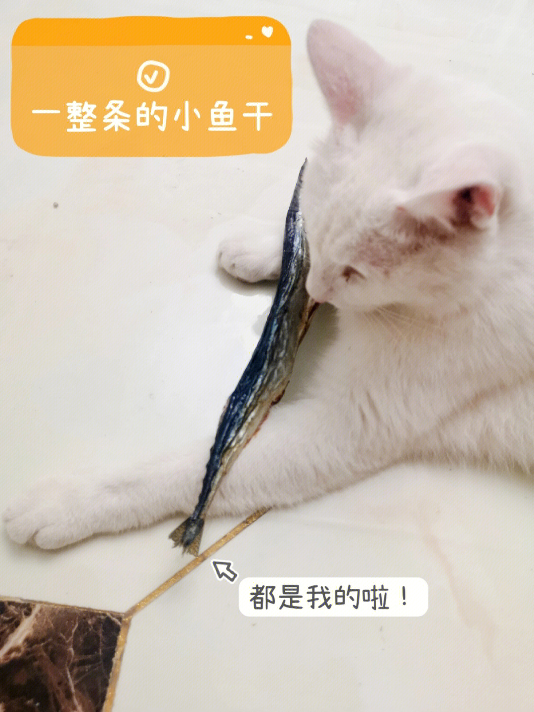 猫咪拿枪保护小鱼干图片