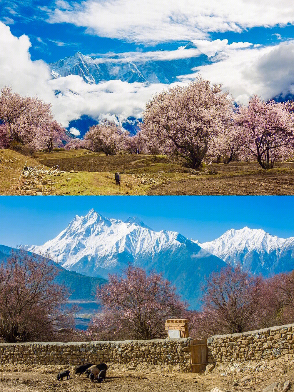 西藏林芝雪山桃花人间最美四月天