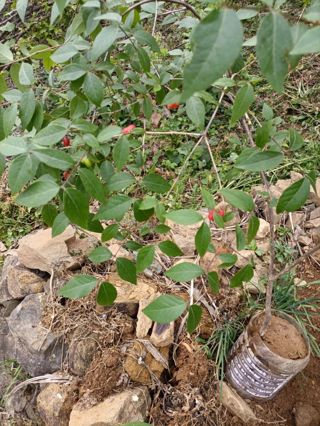 如何矮化苹果树图片