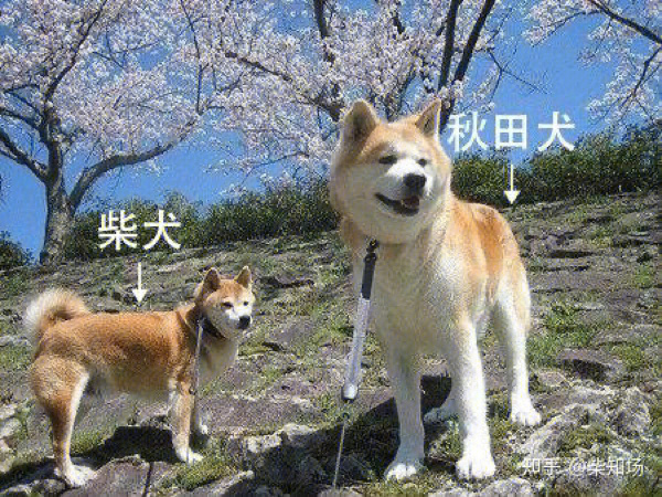 秋田和柴犬对比照片图片