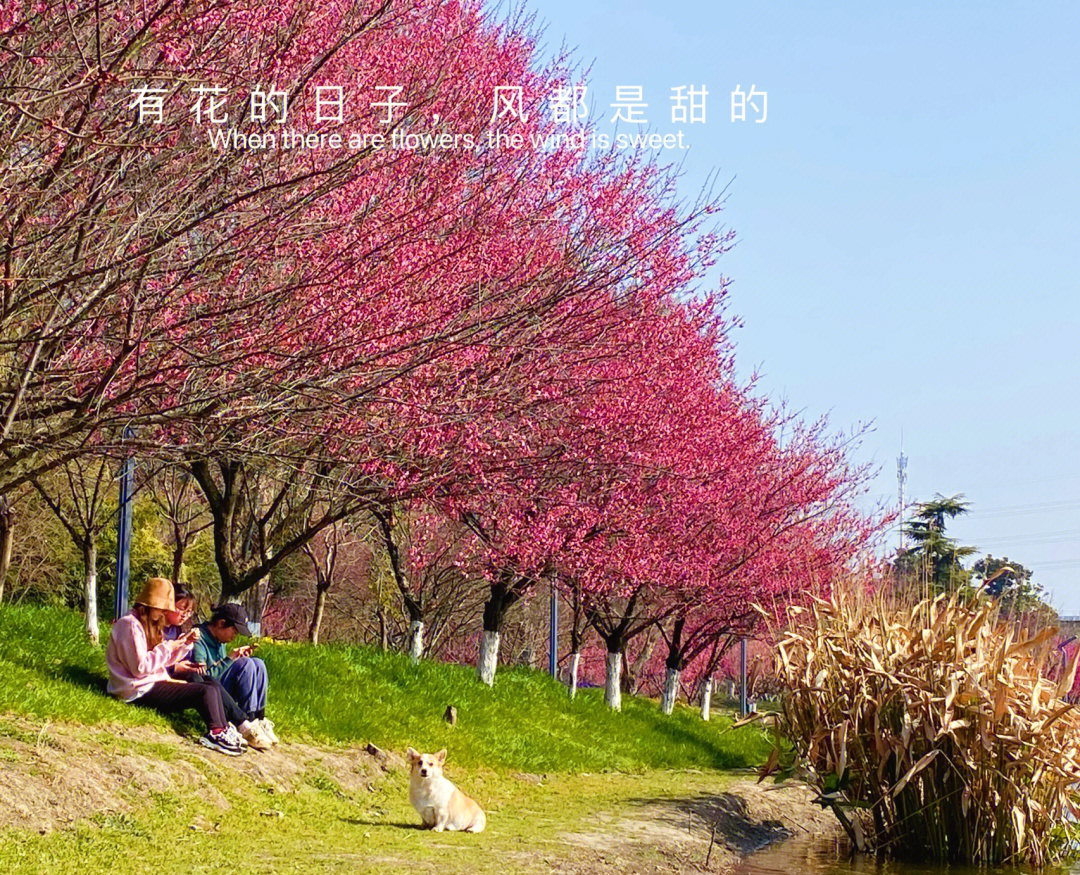 广州军区梅花园图片
