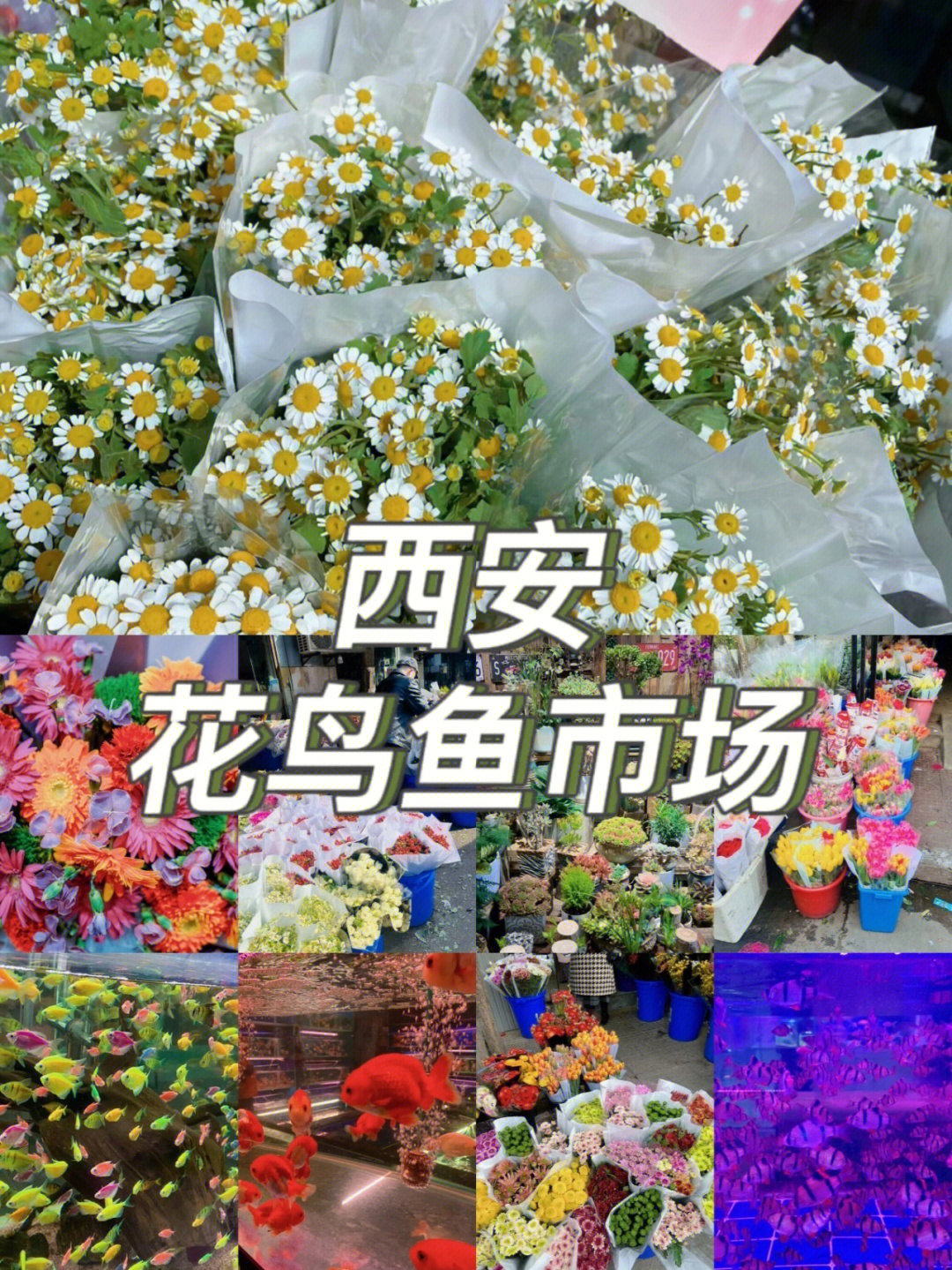昆明路3511花卉市场图片
