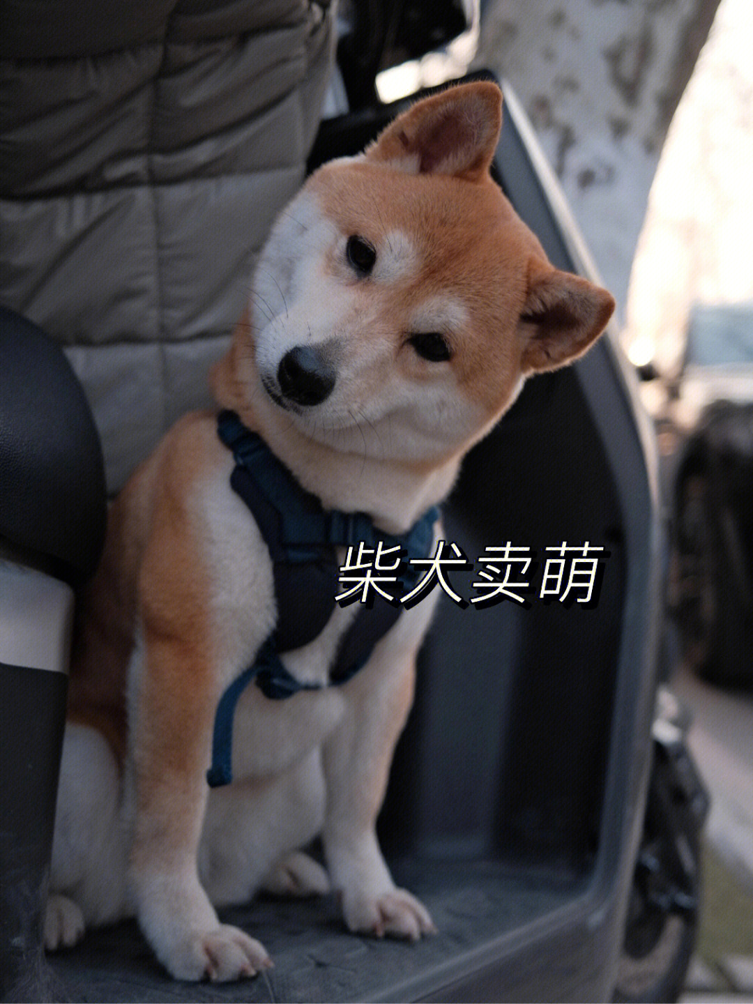 柴犬卖萌照歪头