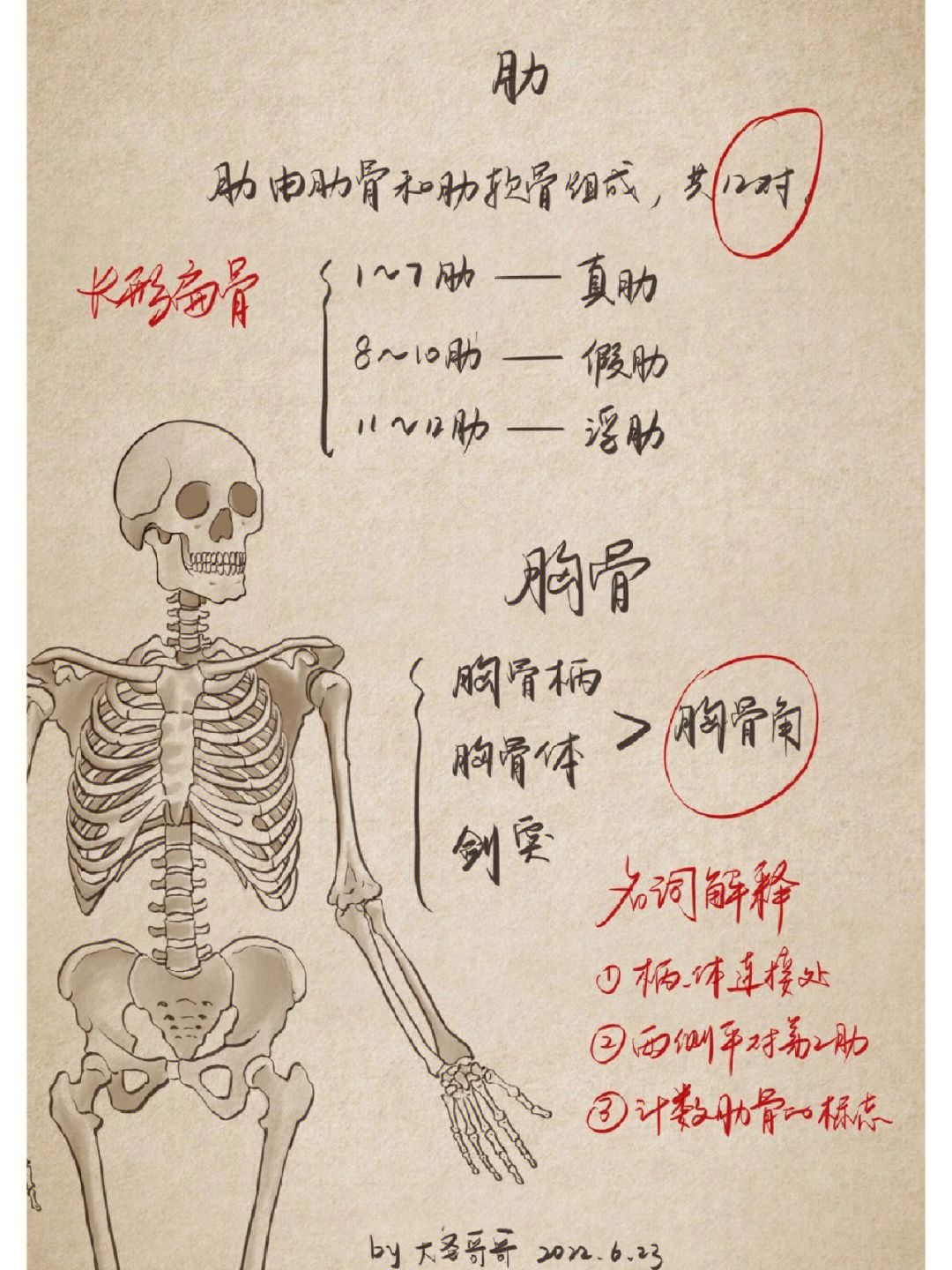 人体解剖学笔记4计数肋骨的标志
