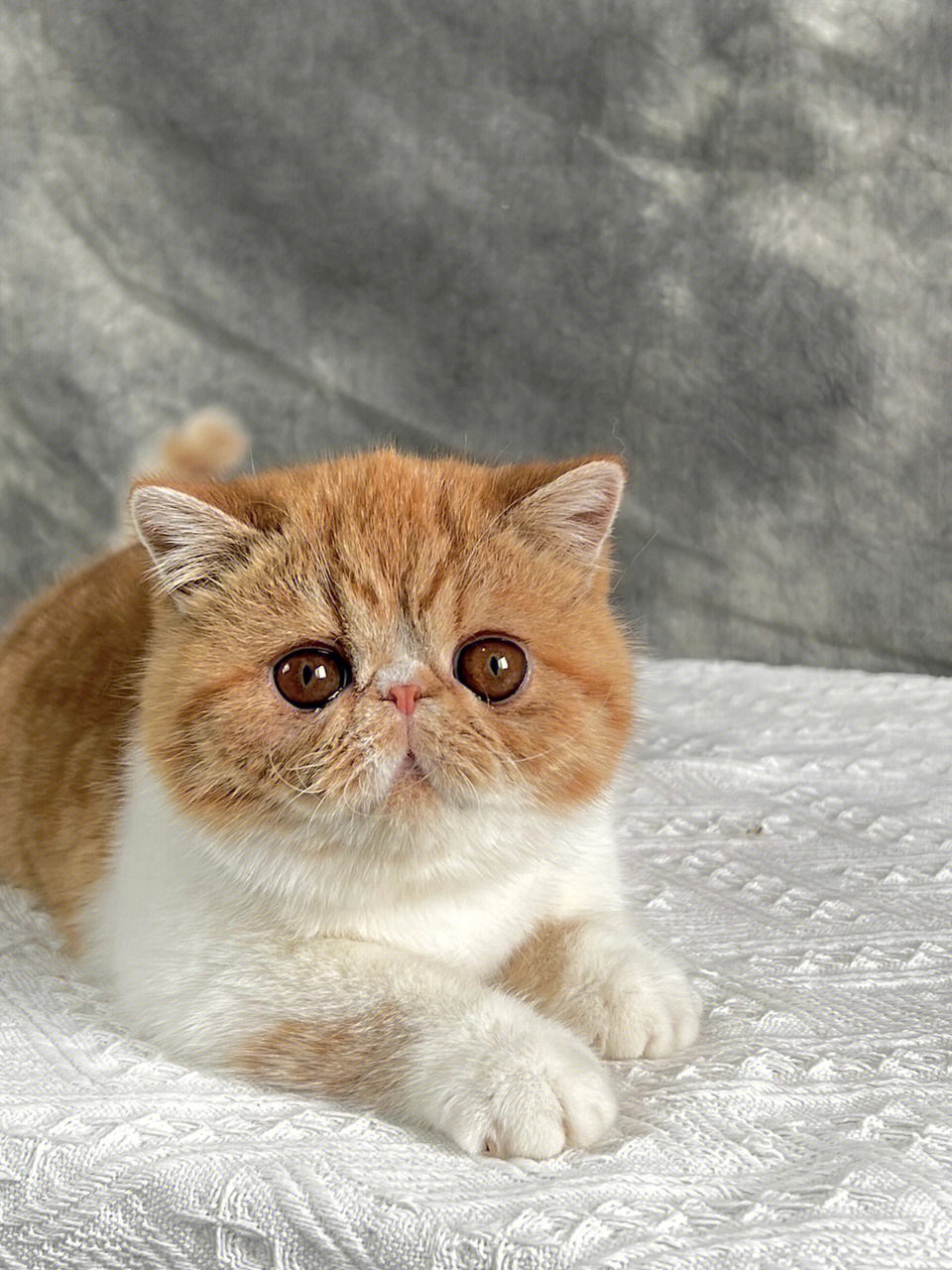 三花加菲猫最贵颜色图片