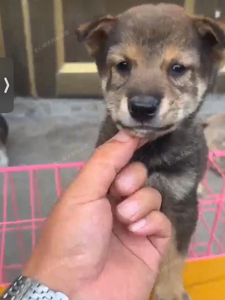 离谱啊卖柴犬的狗贩子都太猖狂了