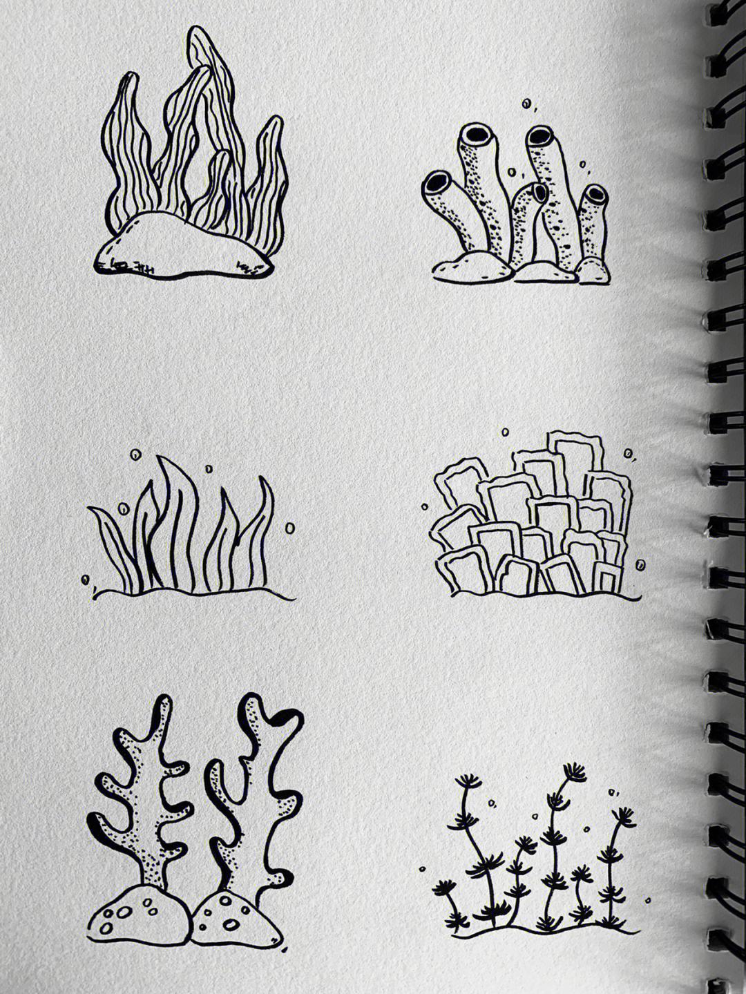 海洋简笔画植物图片