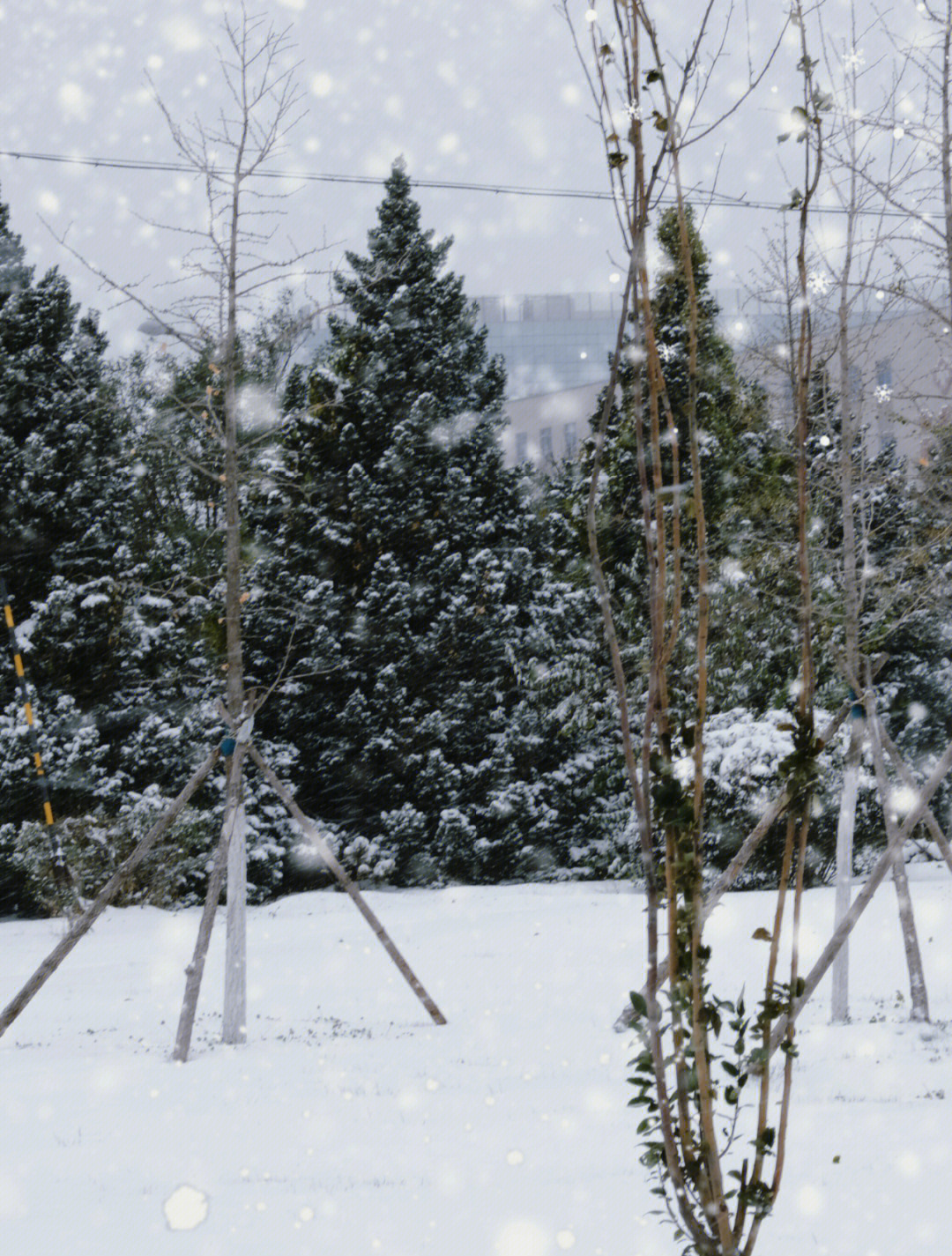 北京的第一场雪