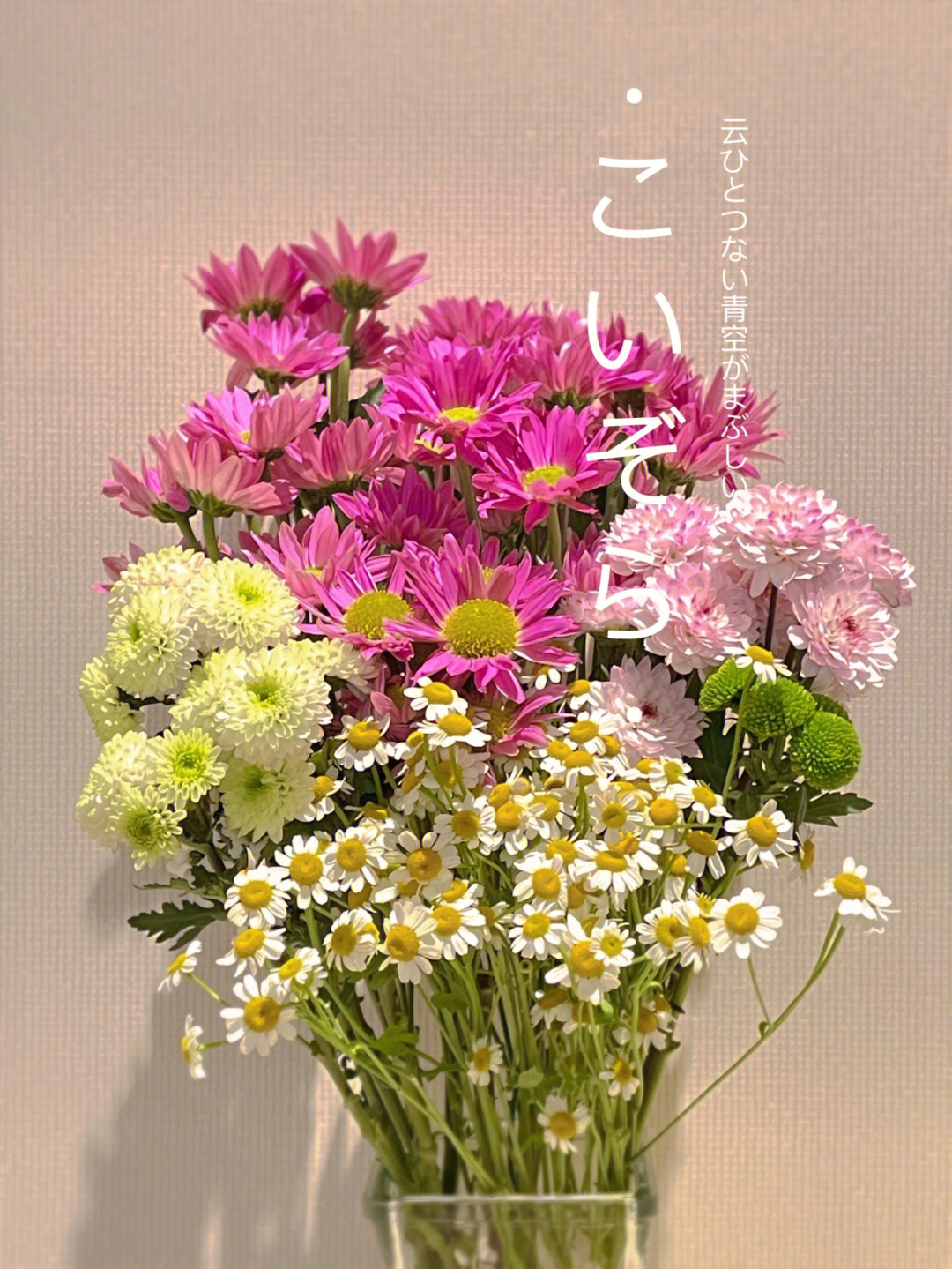粉色多头小雏菊的花语图片