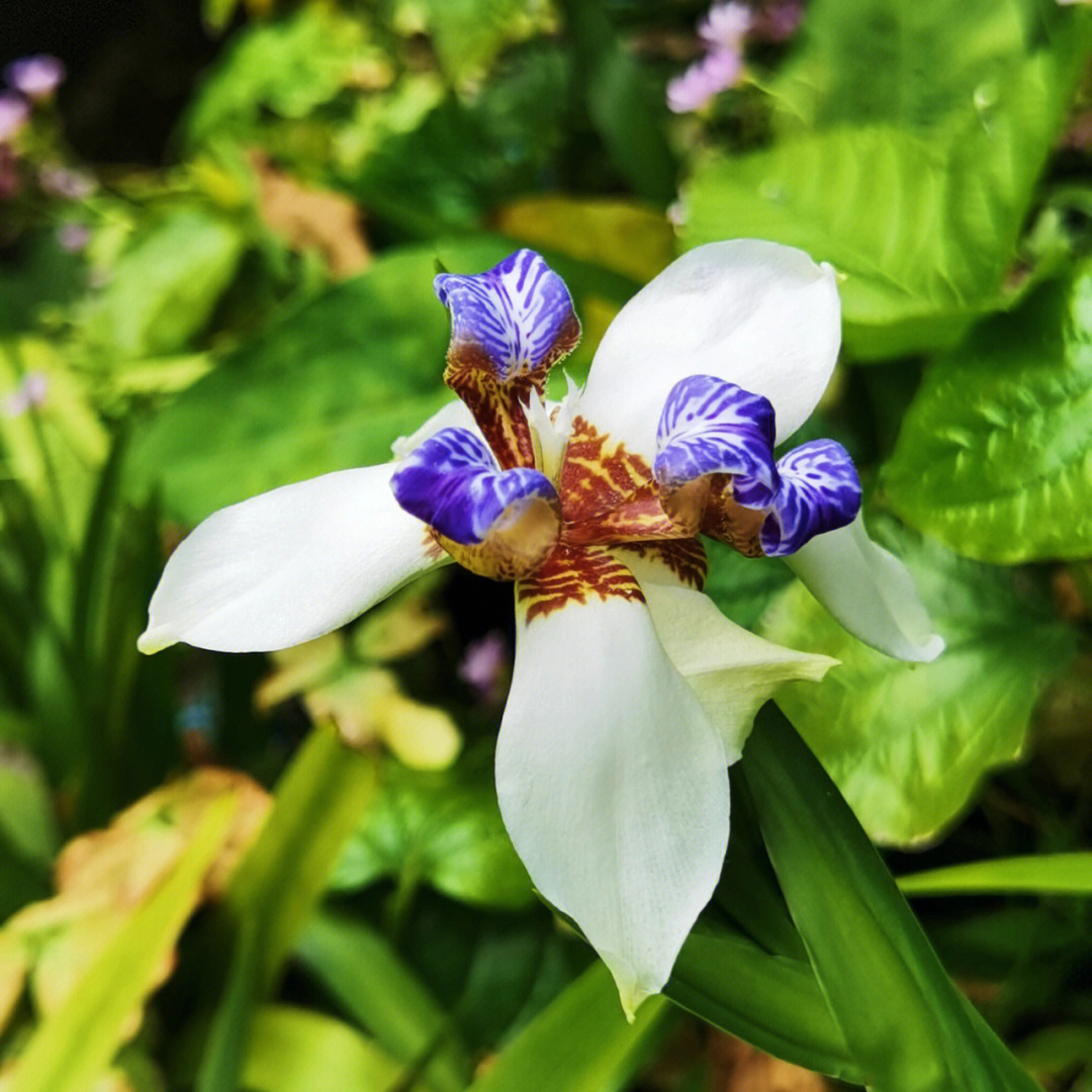 奇花异草