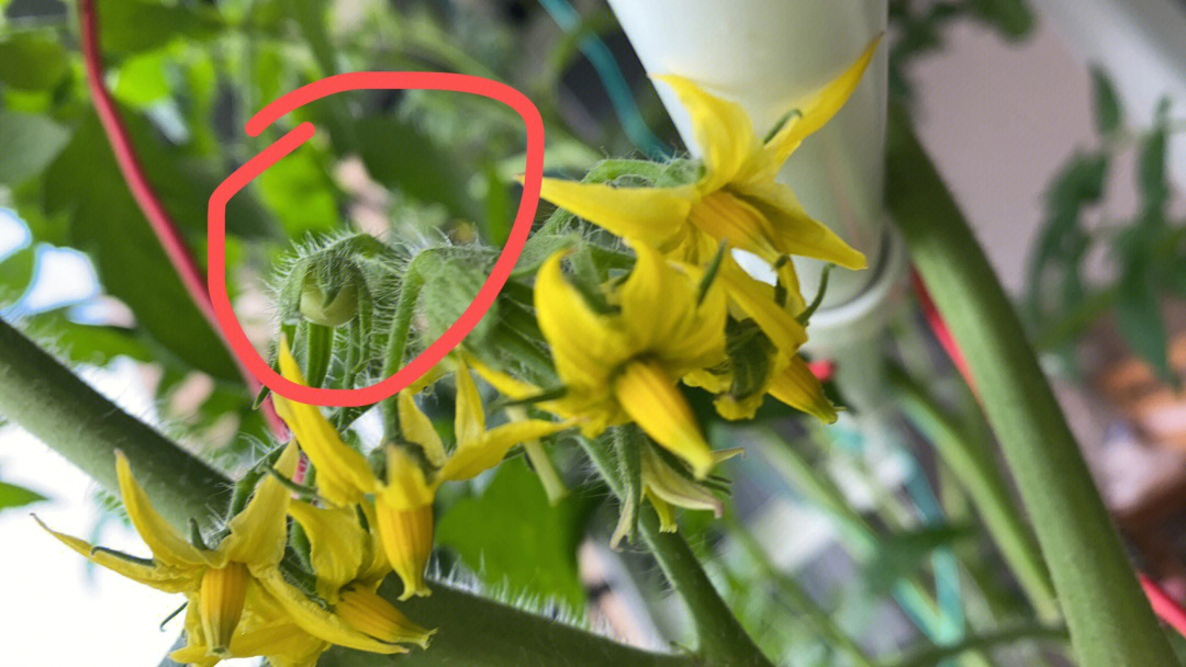 茄子花结构示意图图片