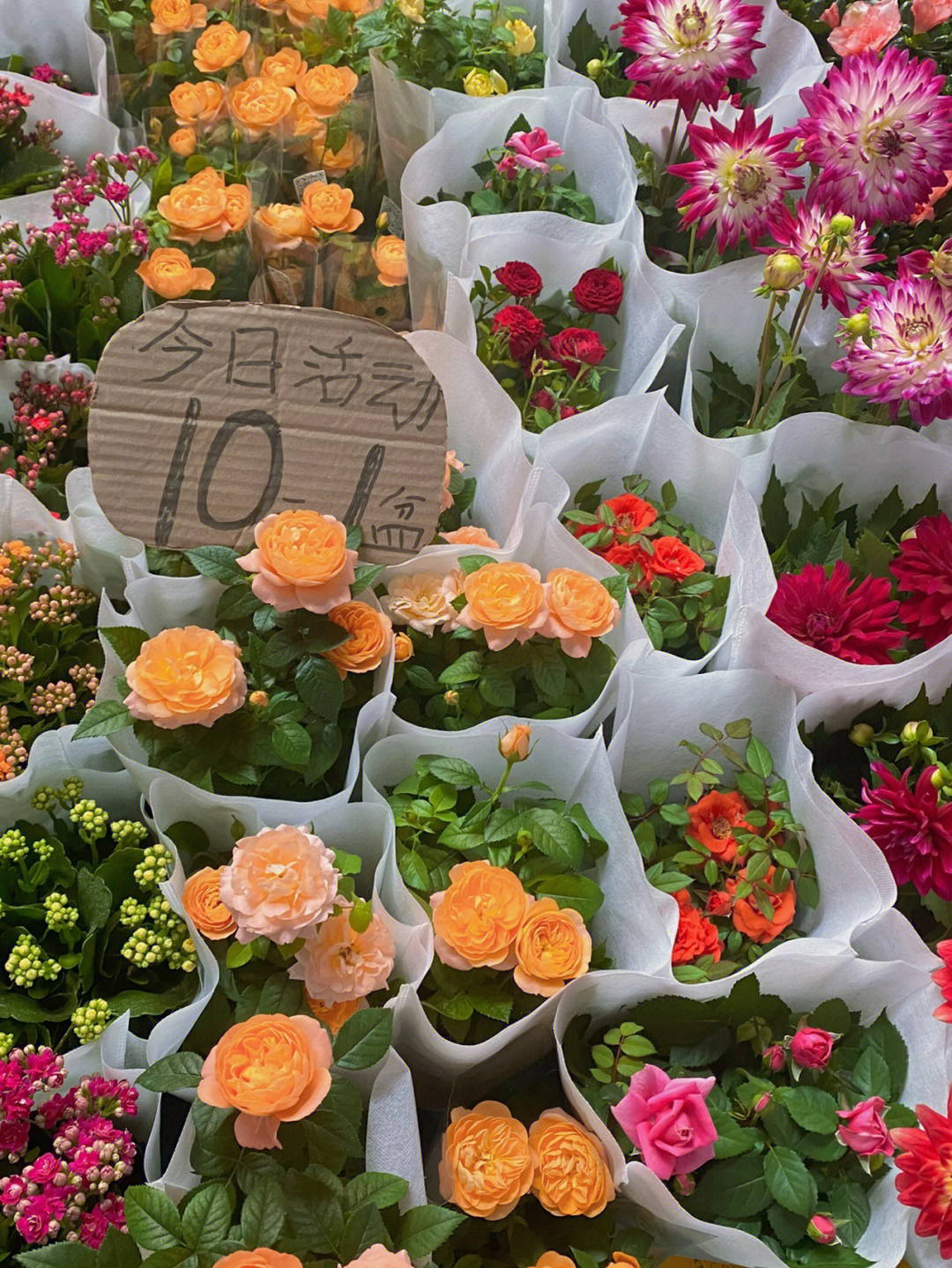 斗南花卉市场一日游图片