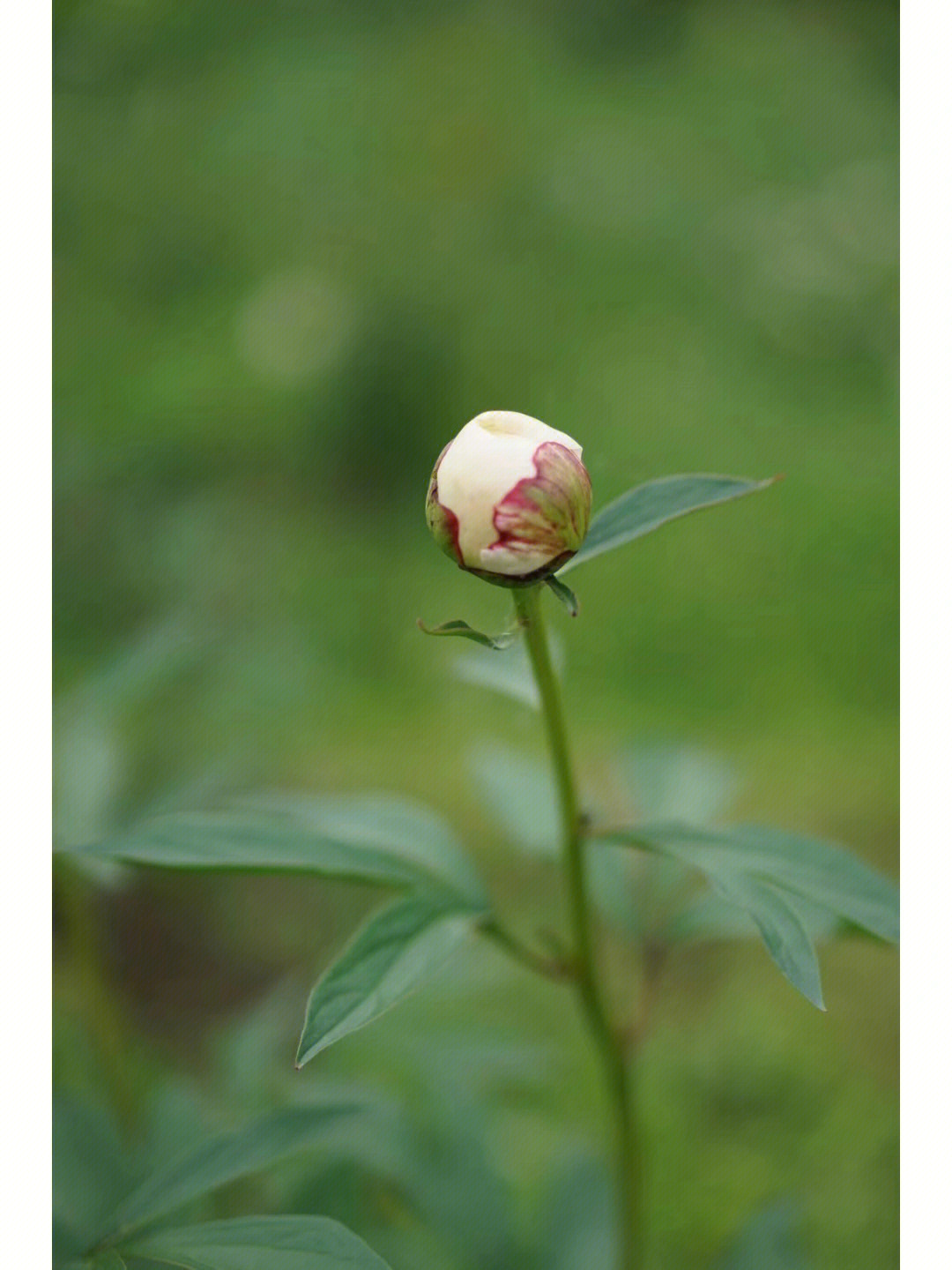 芍药花的生长过程图片