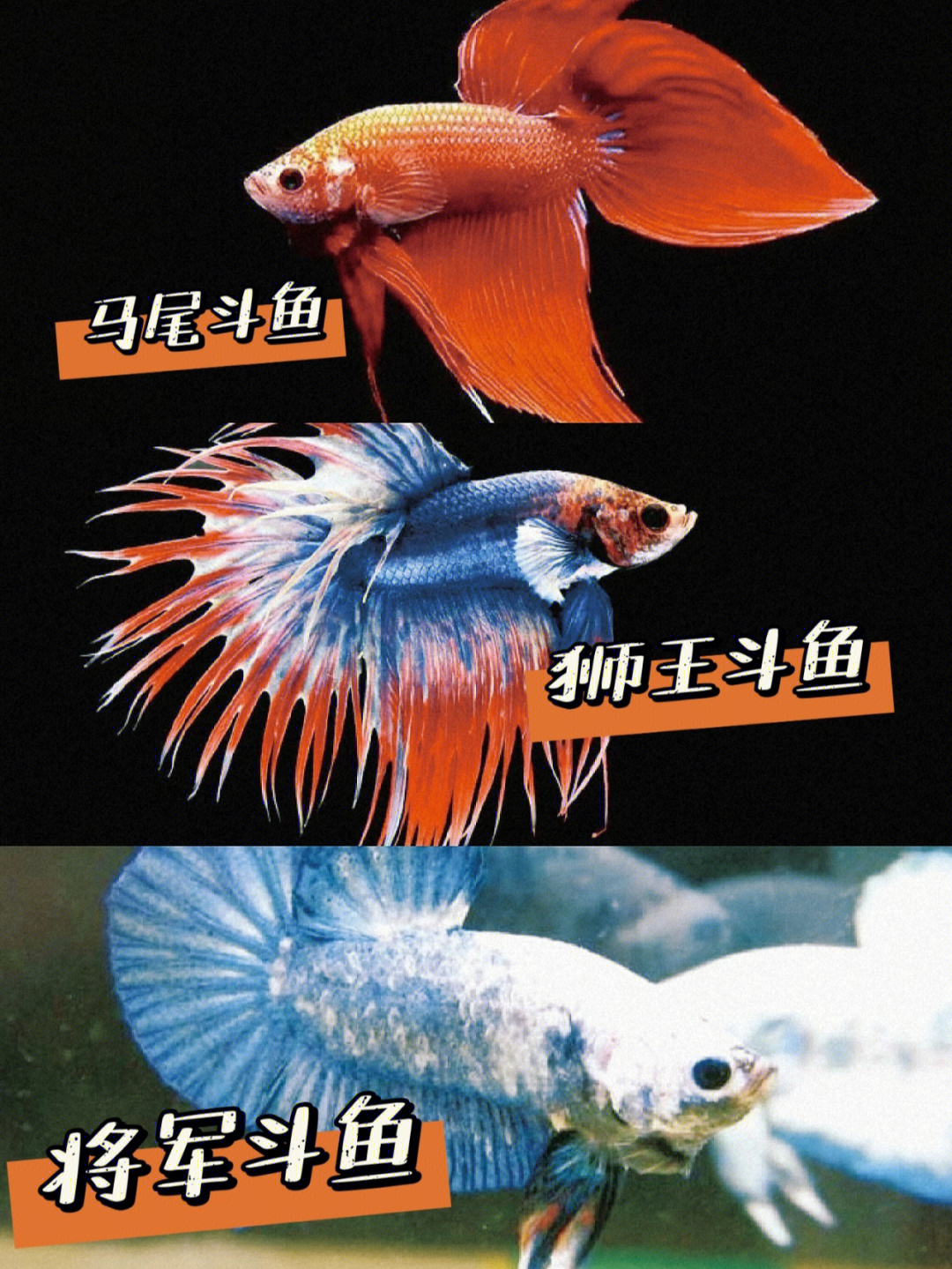 泰国斗鱼品种图解图片