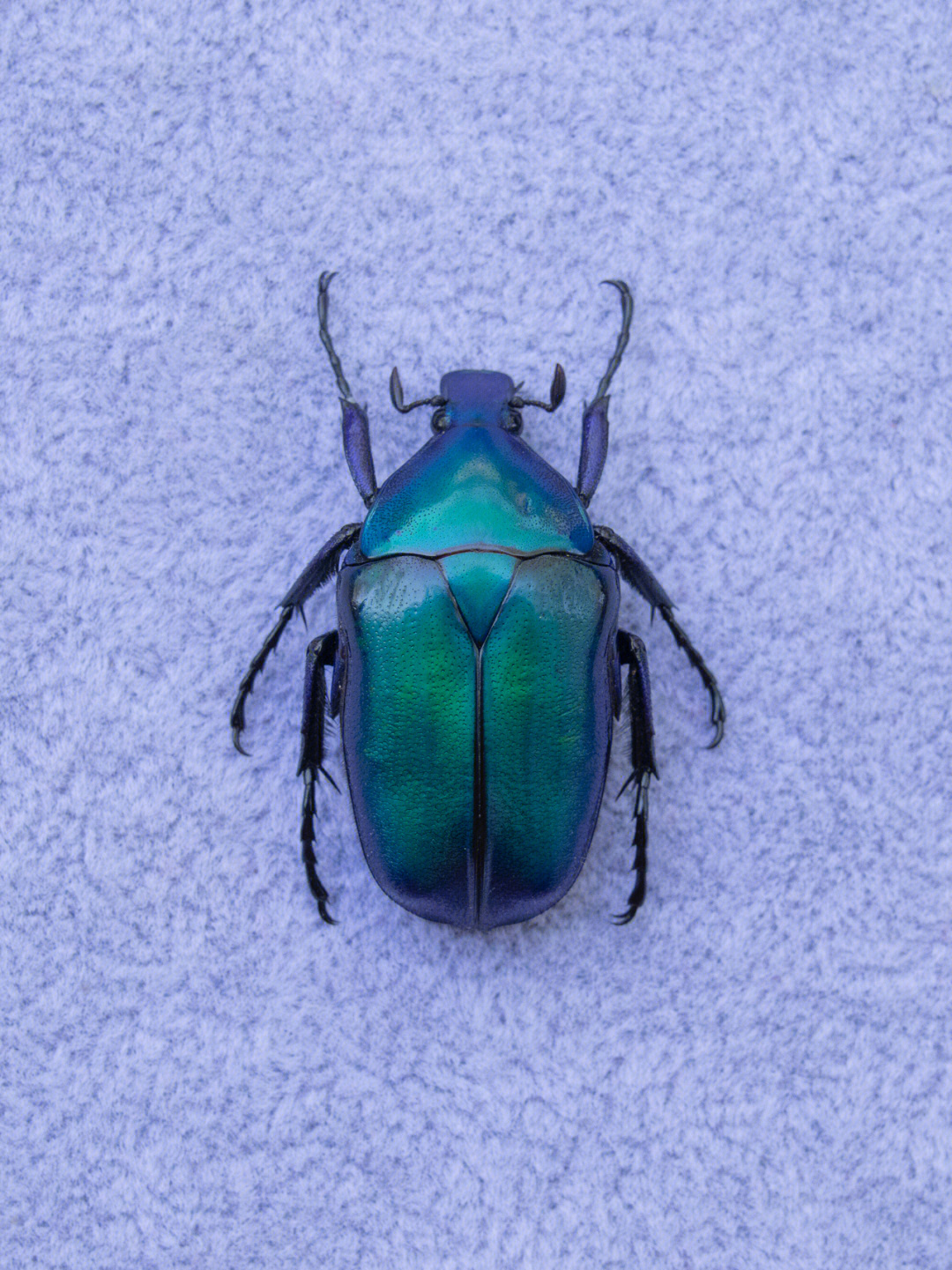 蓝色甲虫图片大全图片