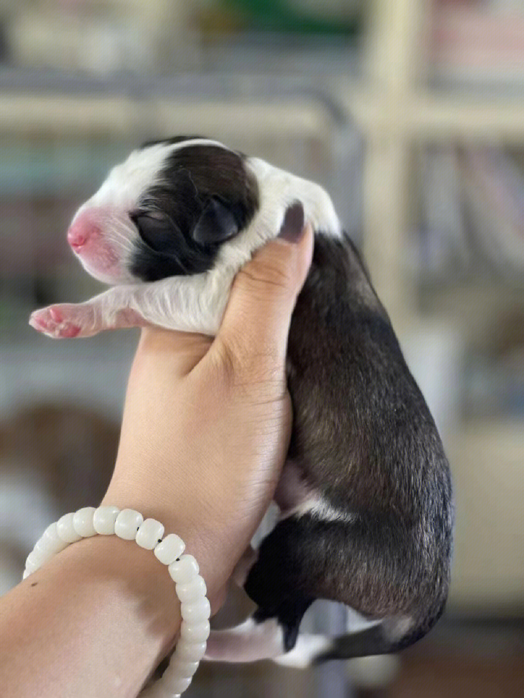 边牧犬毛的变化图片