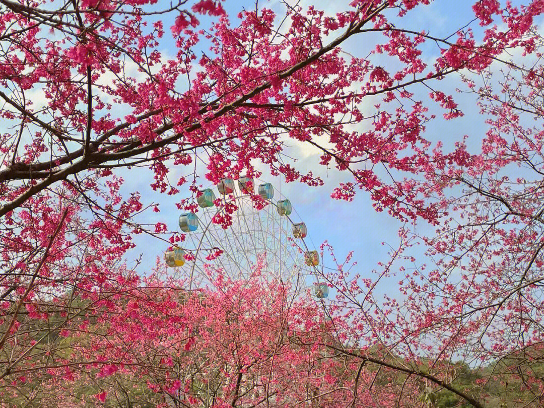 石门樱花节图片