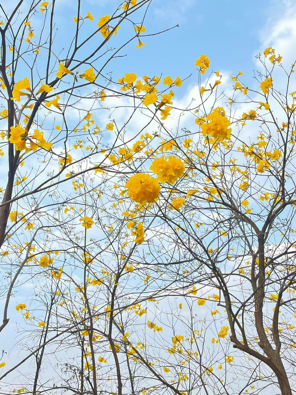 黄花风铃木冬天的样子图片