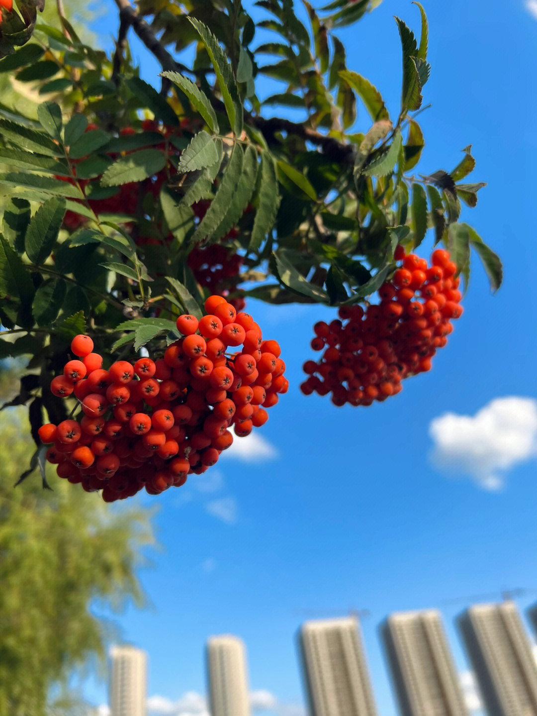 东北路边的那些果子花楸