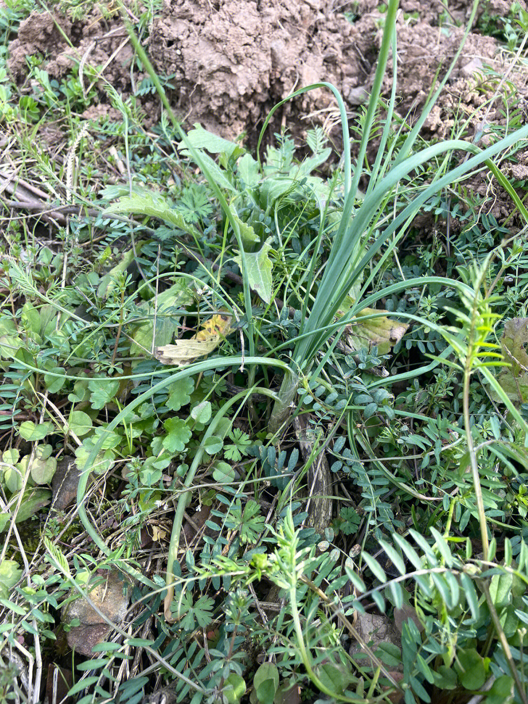 野葱苔图片