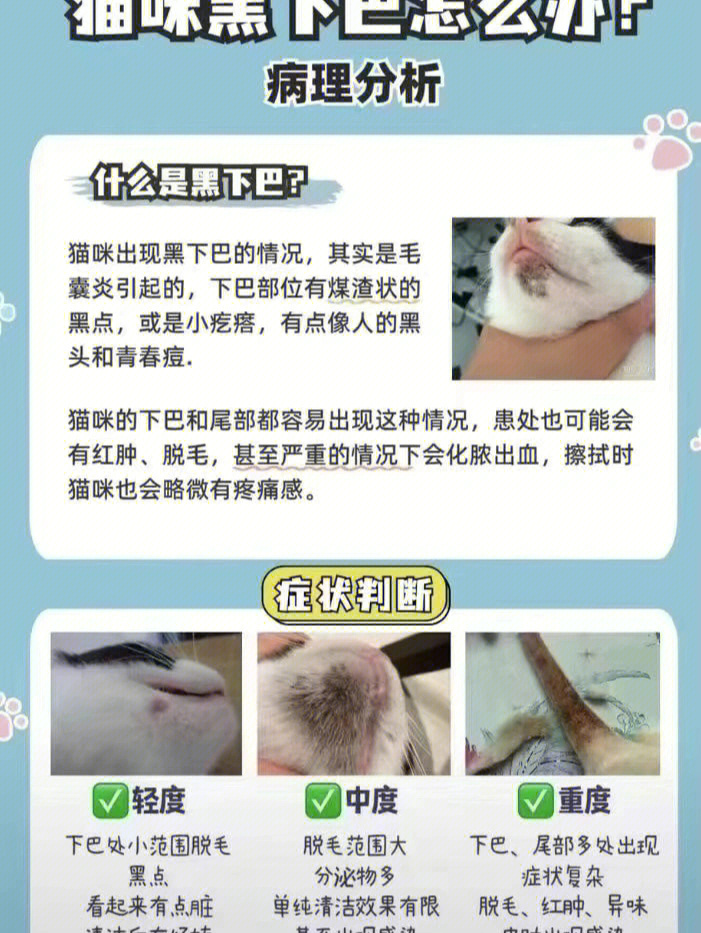 猫咪黑下巴怎么治图片