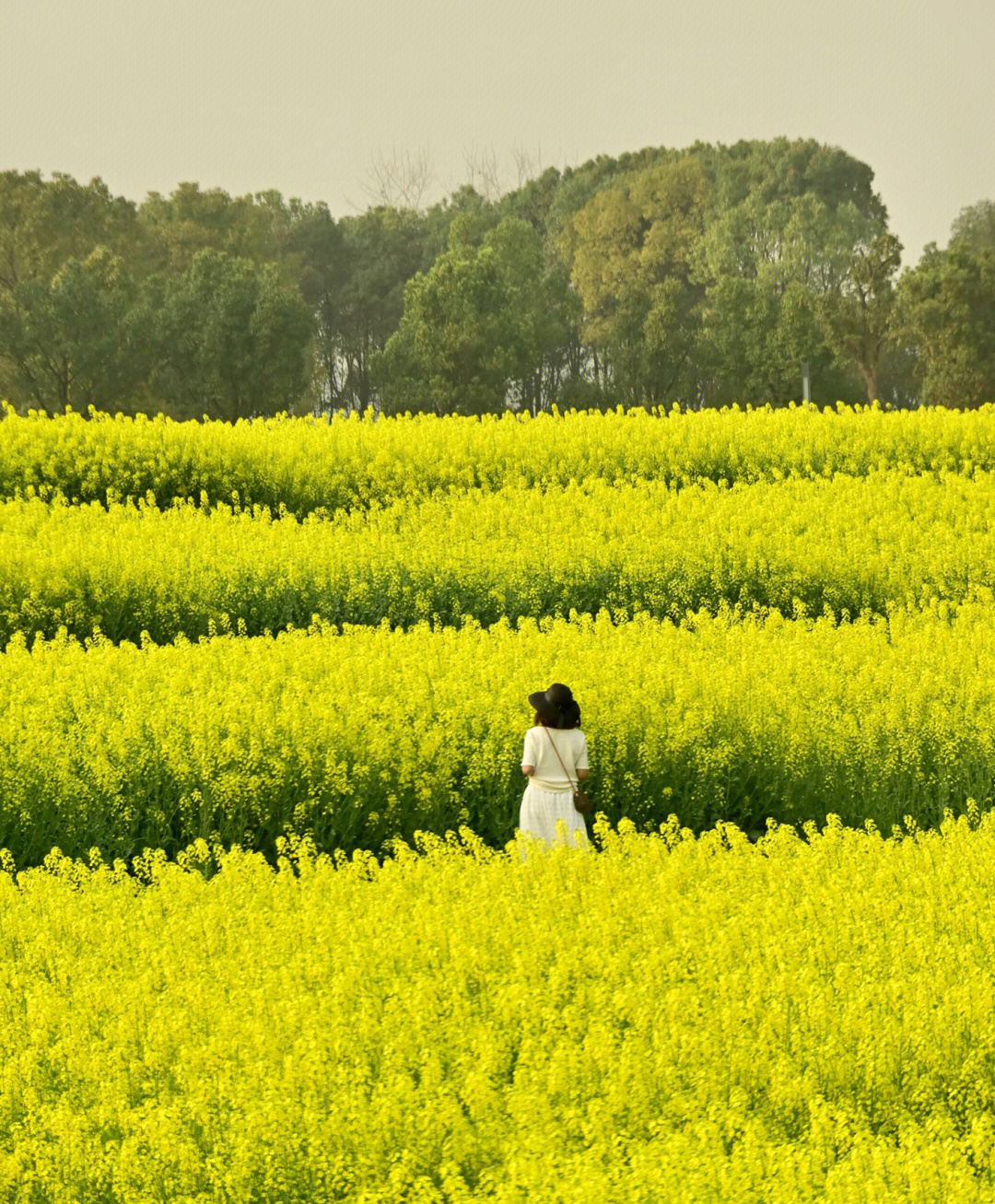 汕头东湖油菜花图片