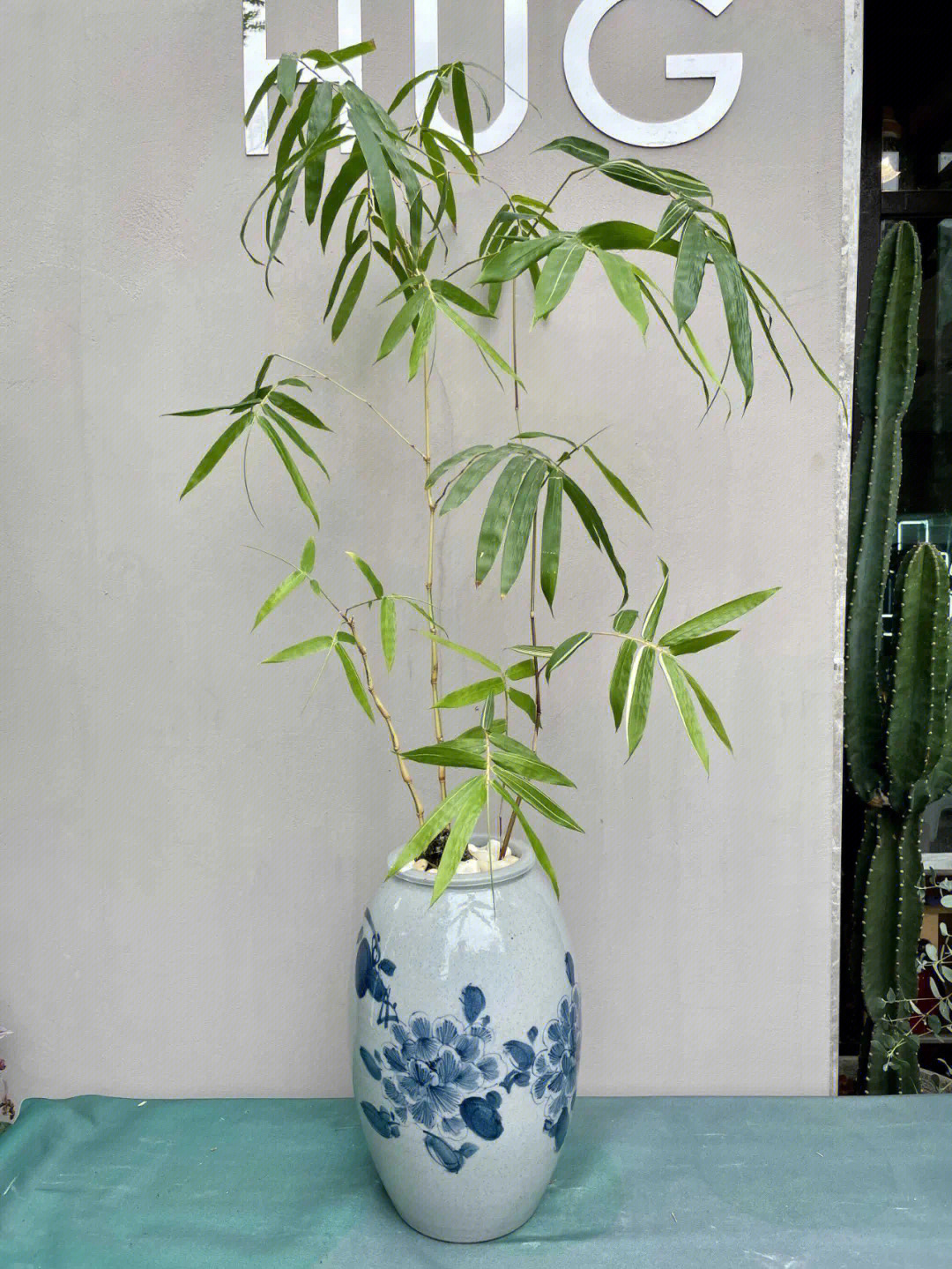 水培植物佛肚竹