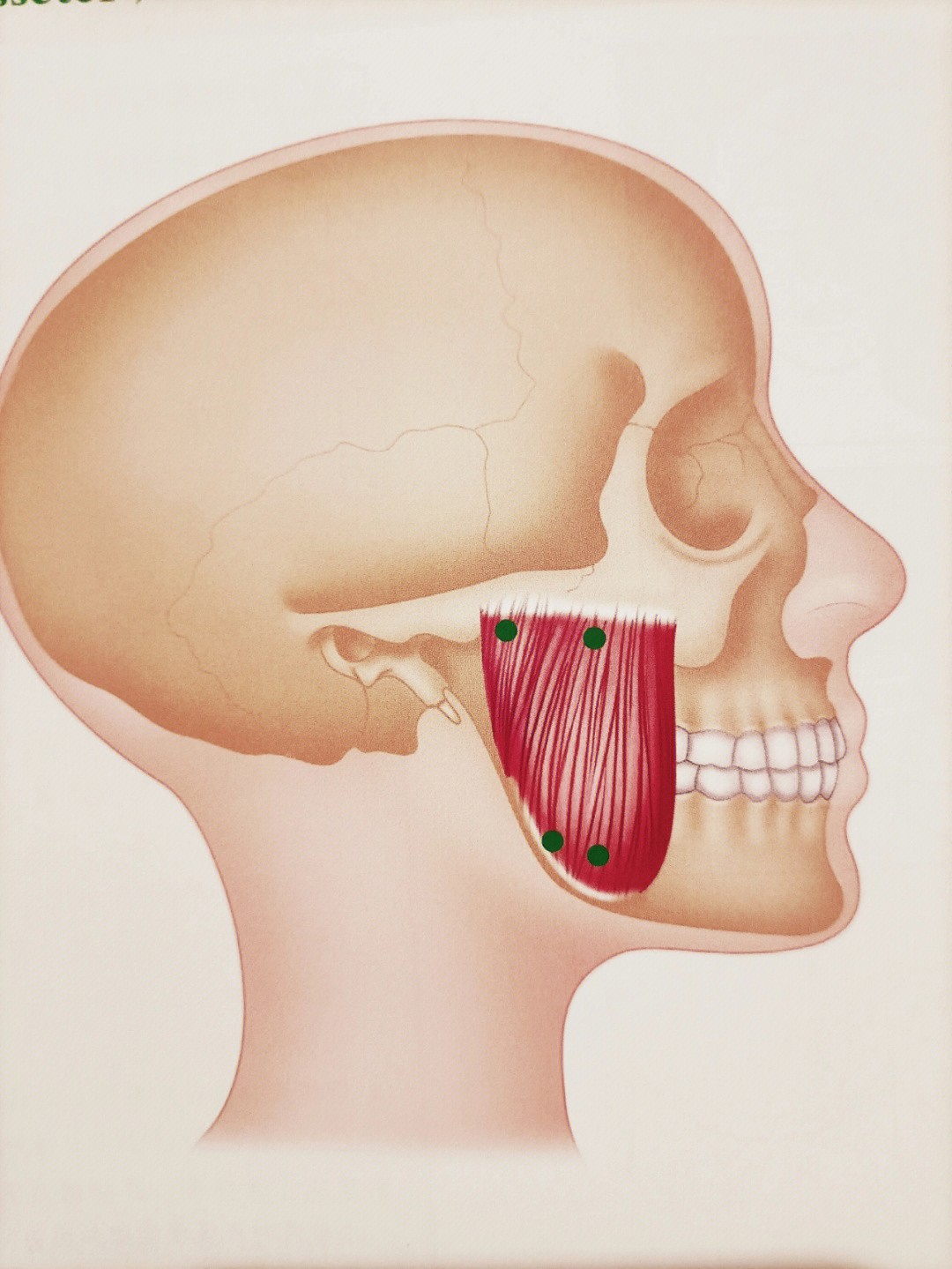 臼齿位置图片图片