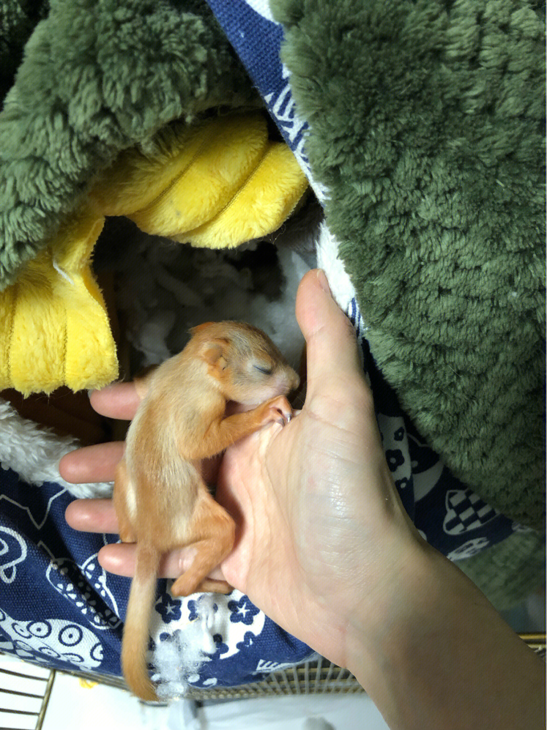 雪地松鼠幼崽图片图片