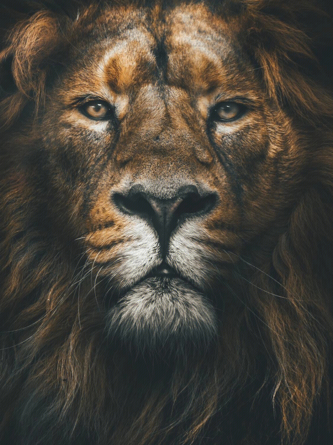 凝视狮子提升自我
