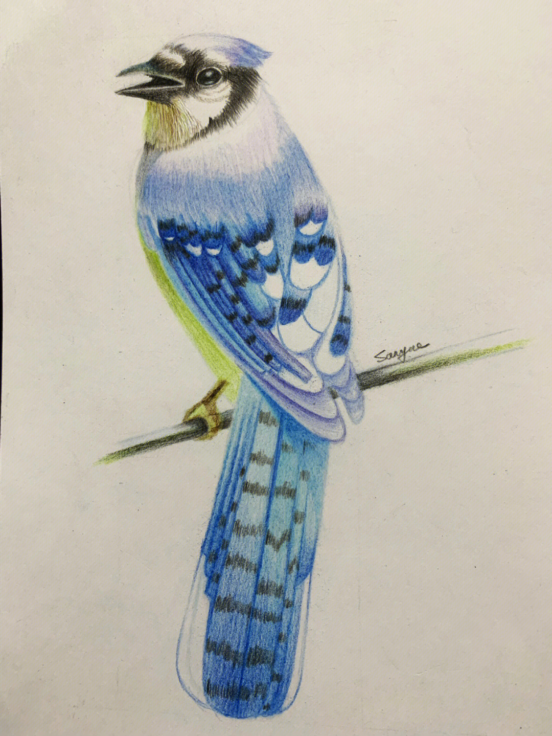 简单小鸟怎么画彩铅图片