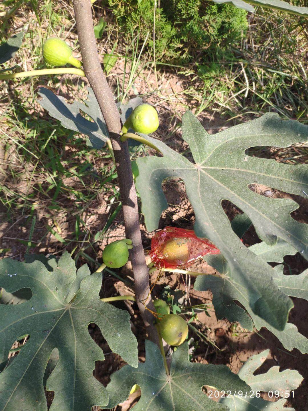 布兰瑞克无花果特点图片