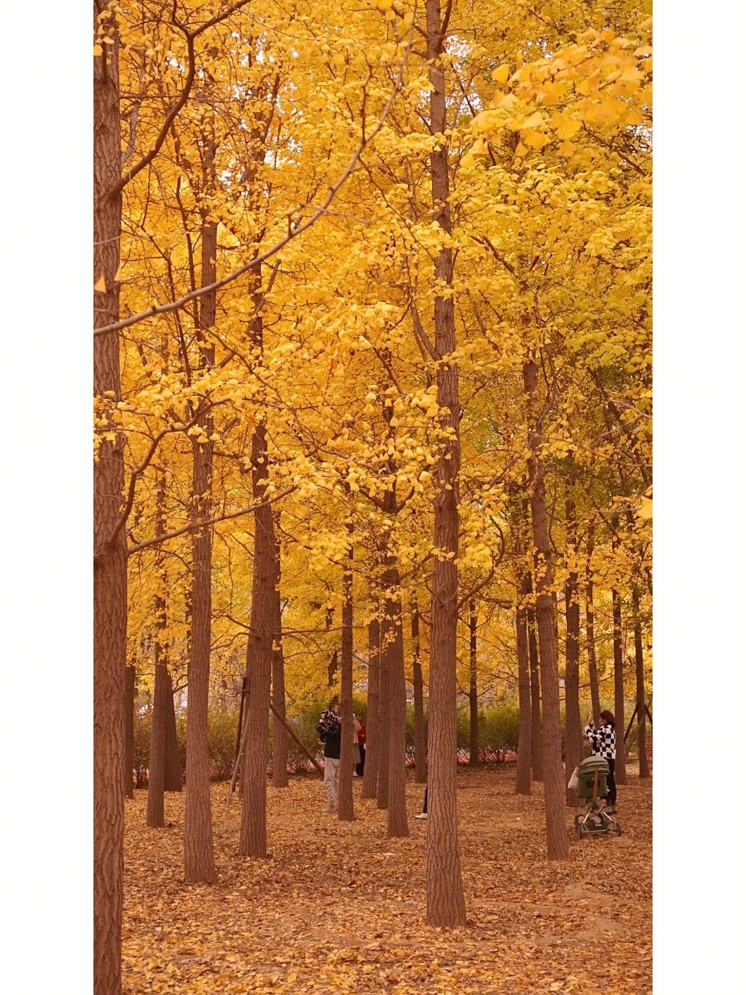 秋天的森林公园三年级图片