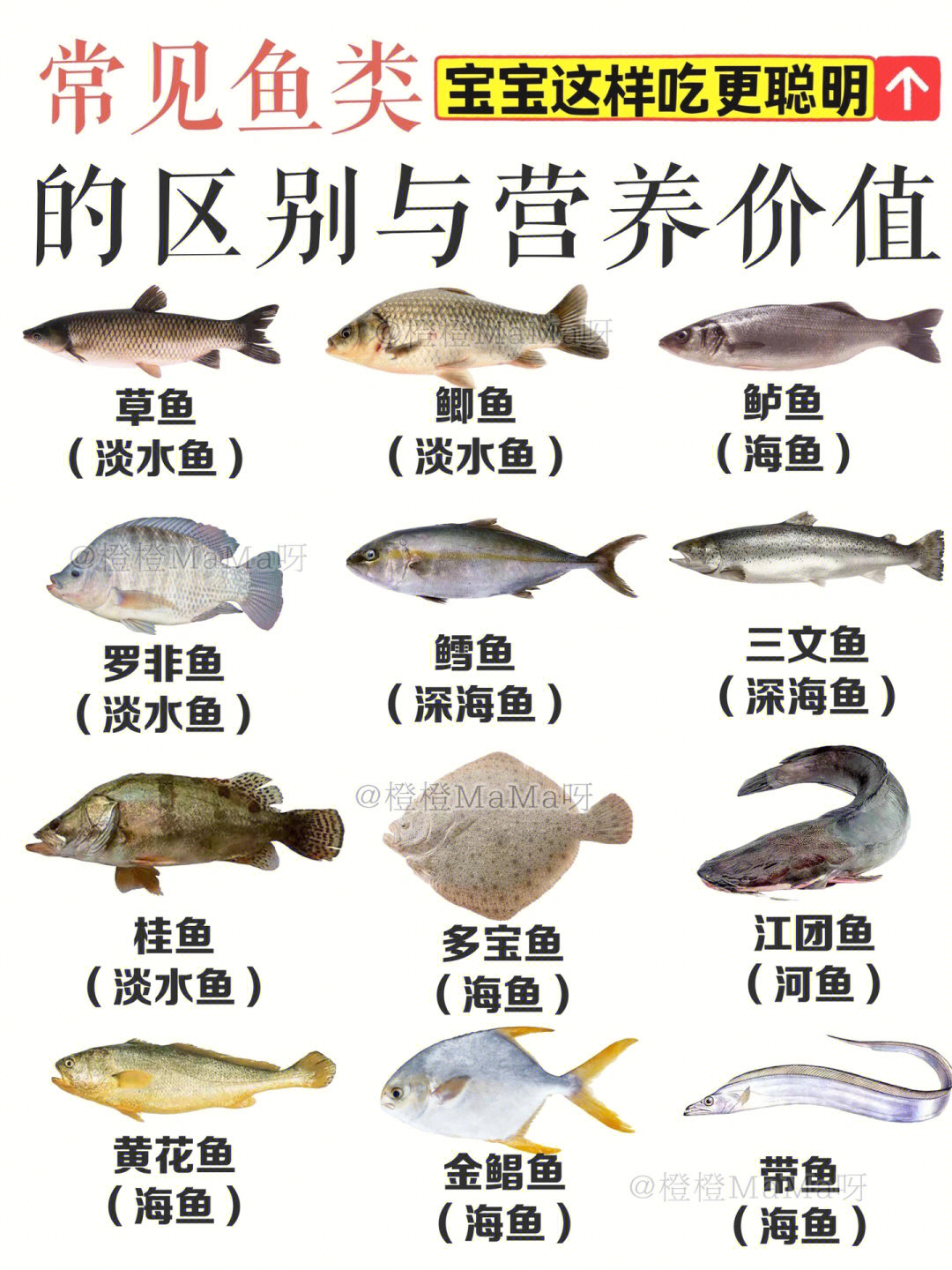 鲈鱼和桂鱼的区别图片